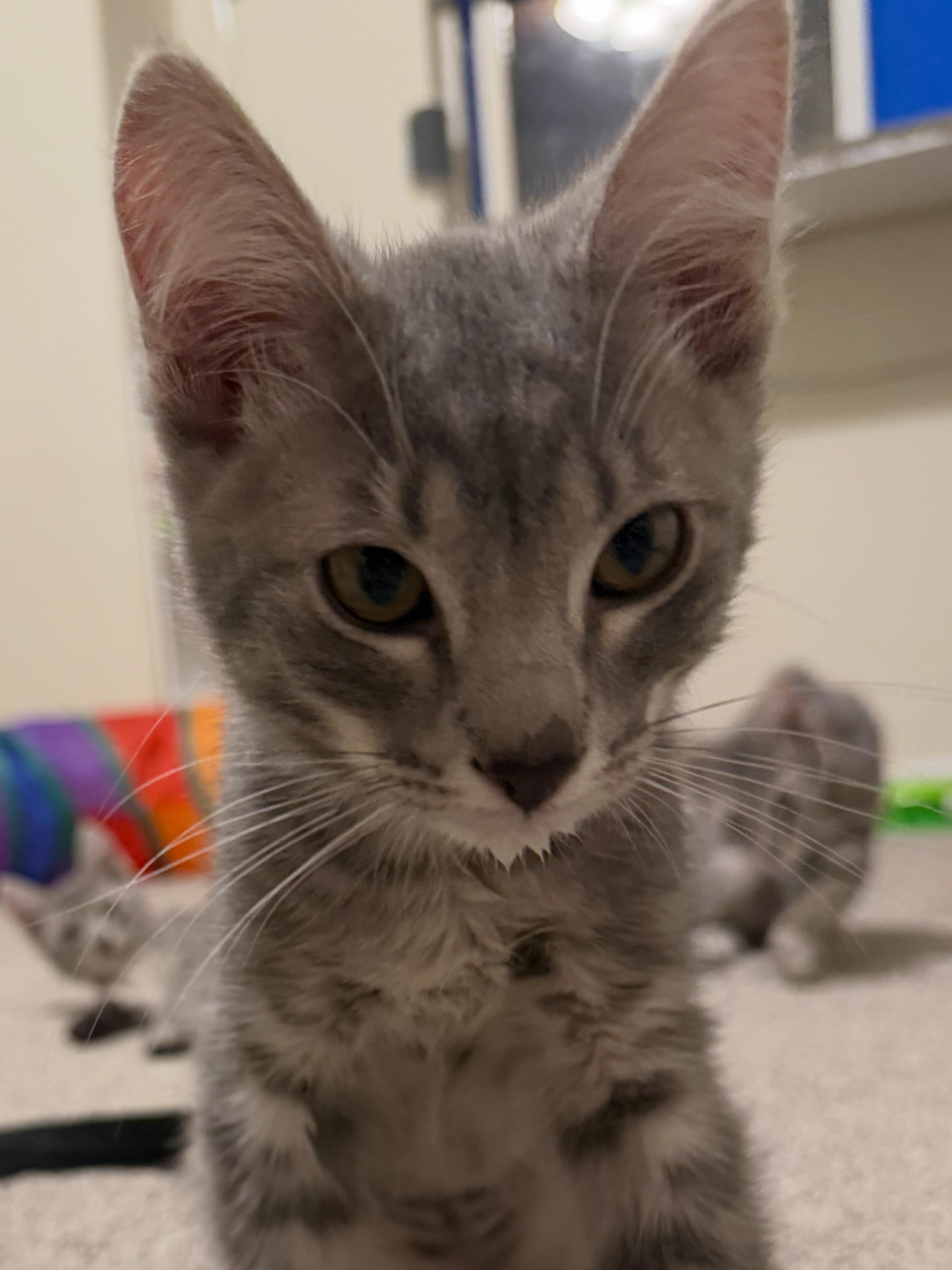 Enlarge Choso, a Adoptable Tabby in Midvale, UT image 3/6