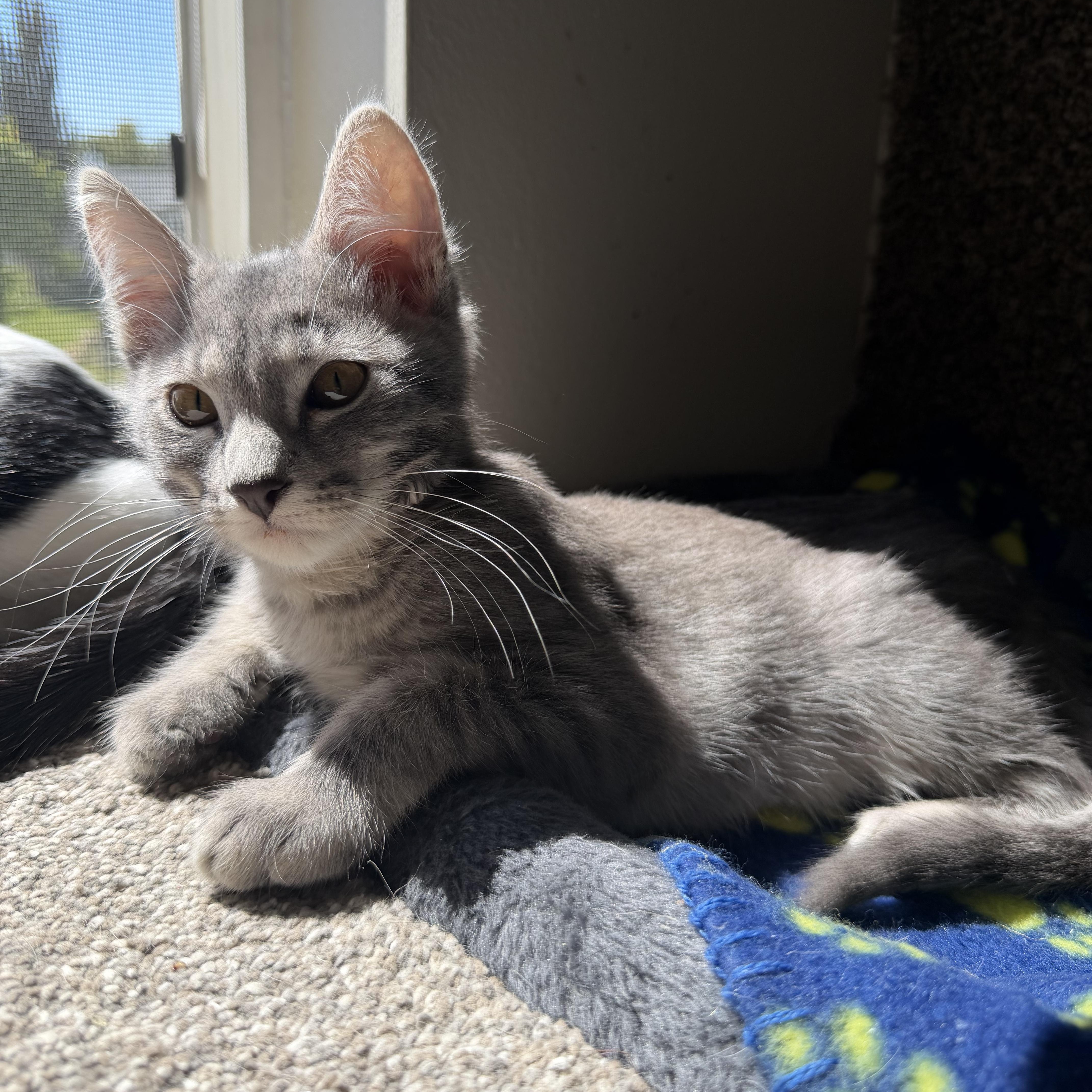 Enlarge Choso, a Adoptable Tabby in Midvale, UT image 5/6