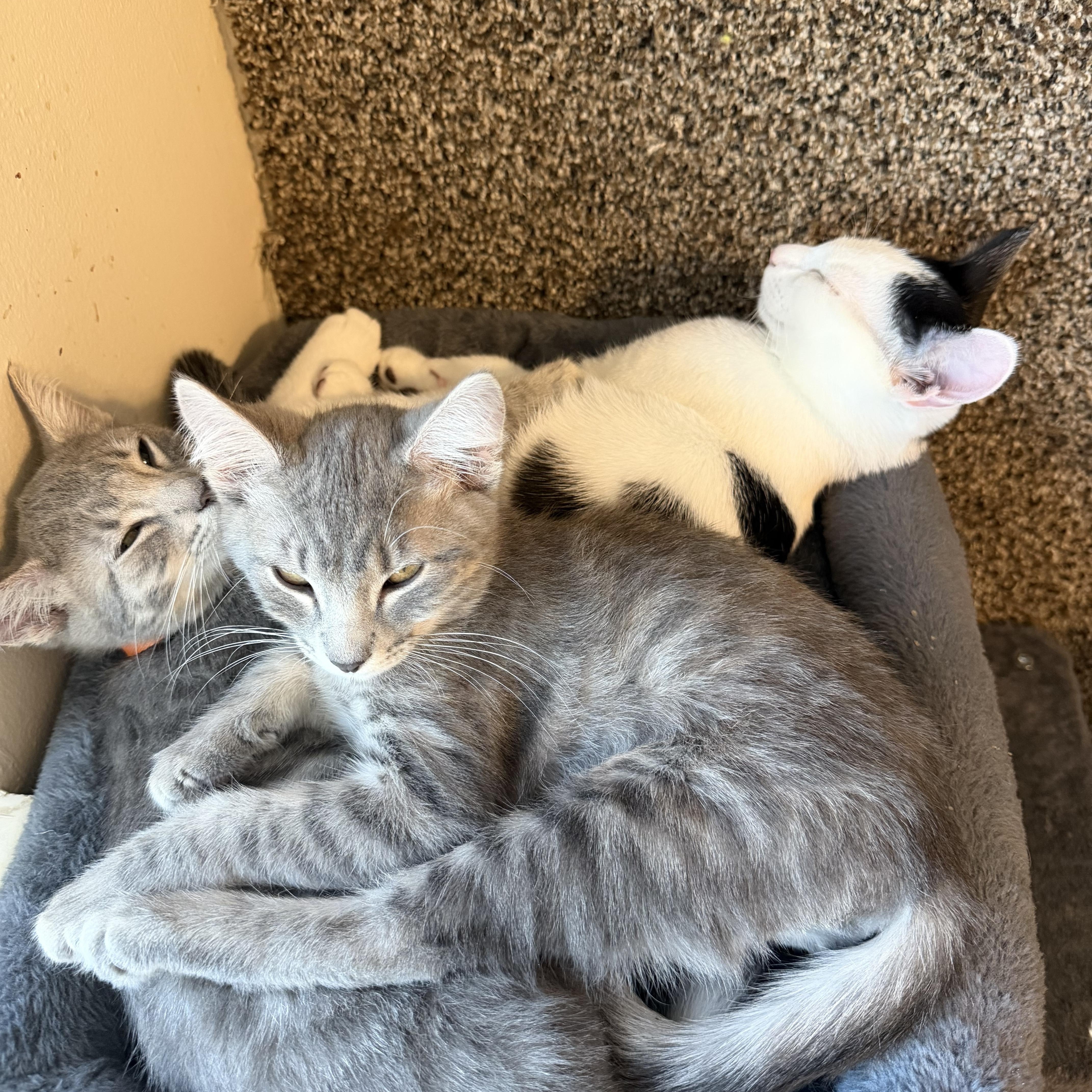 Enlarge Choso, a Adoptable Tabby in Midvale, UT image 6/6