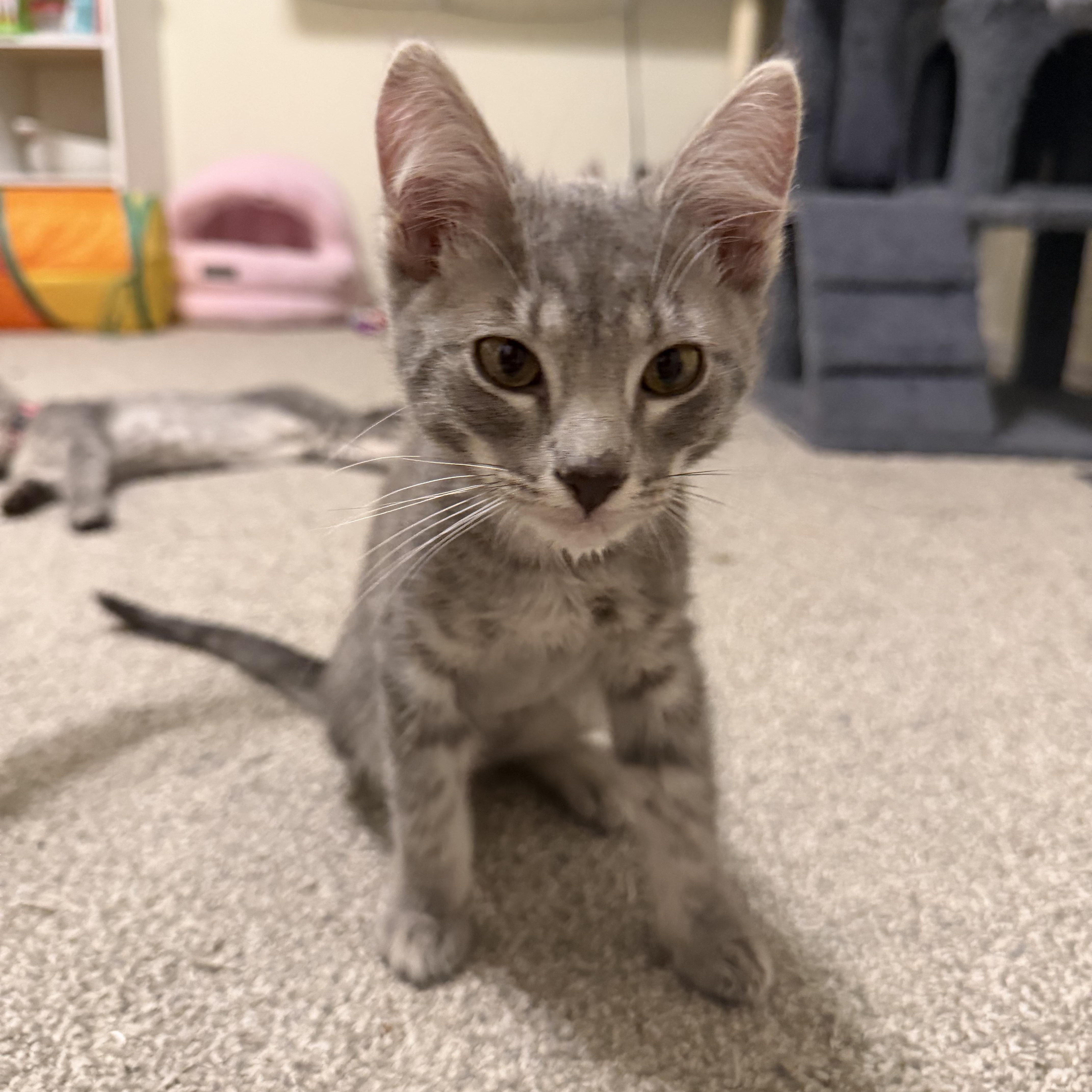 Enlarge Choso, a Adoptable Tabby in Midvale, UT image 4/6