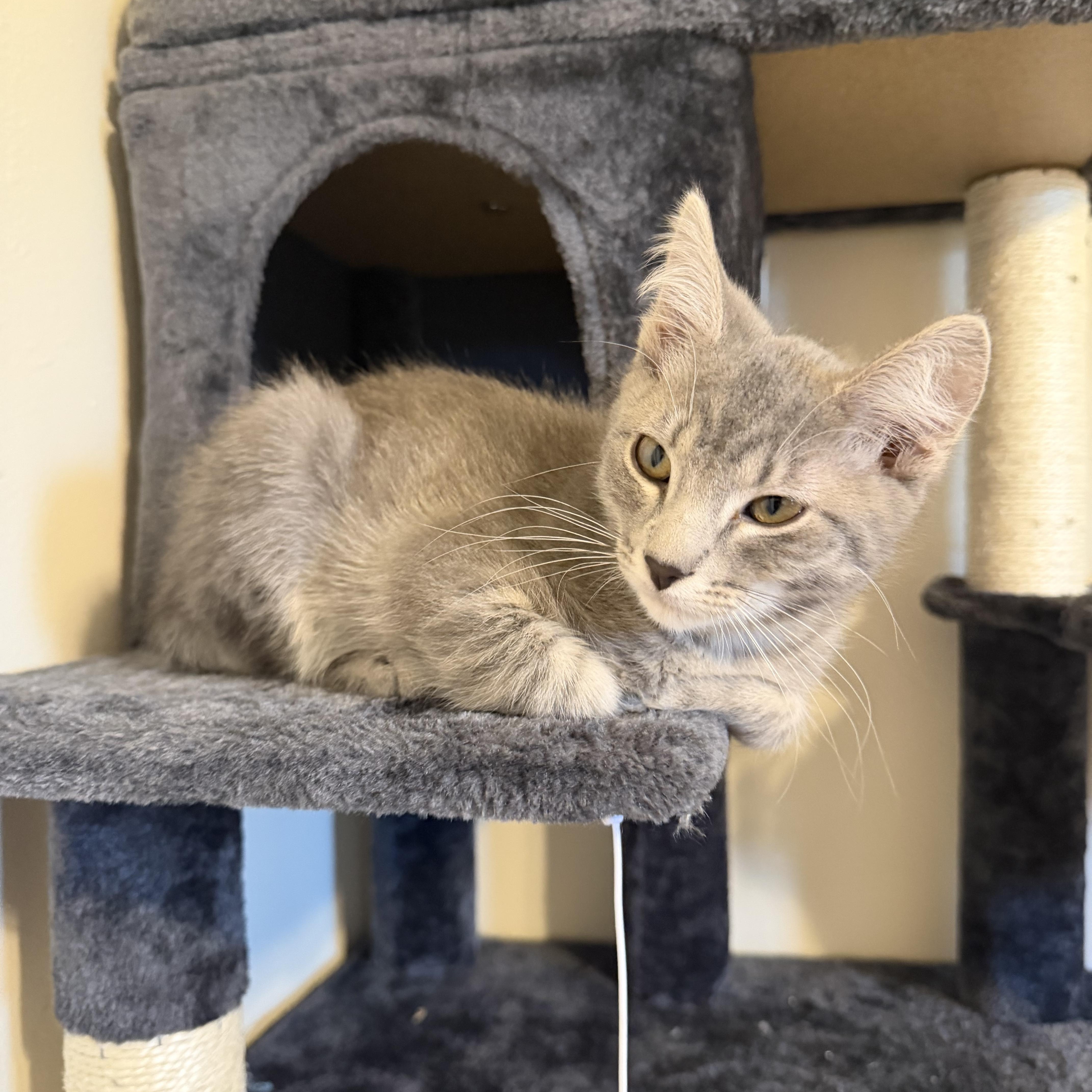 Enlarge Choso, a Adoptable Tabby in Midvale, UT image 2/6