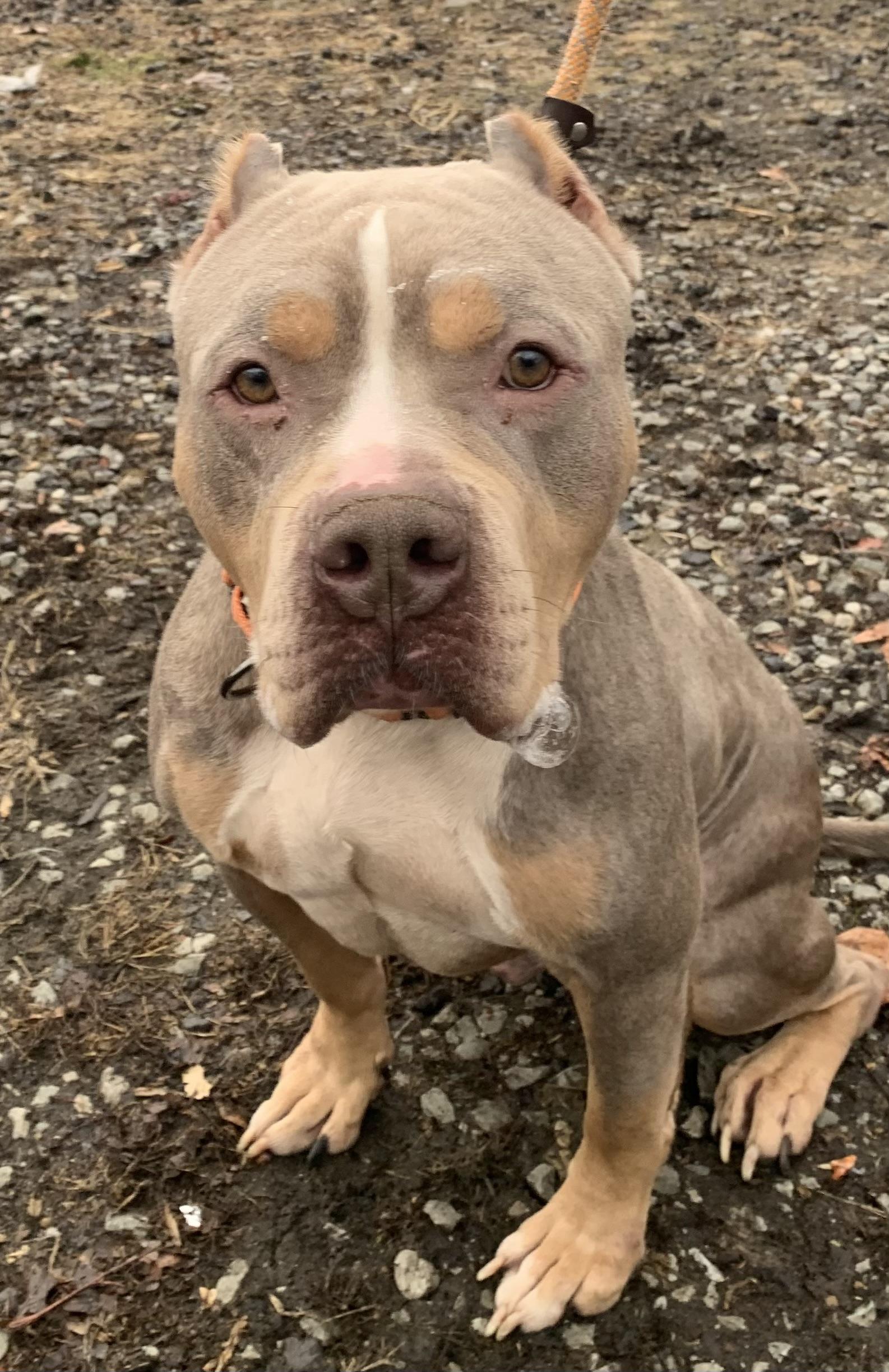 Bagel, ADOPTABLE, Adult Male Pit Bull Terrier.