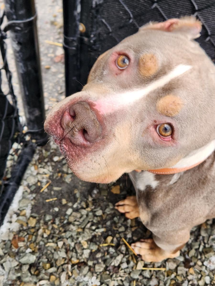 Enlarge Bagel, an adopted Pit Bull Terrier in McKeesport, PA image 2/6