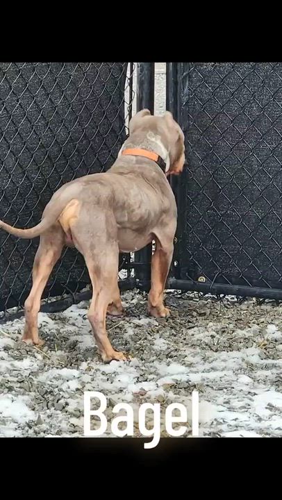 Enlarge Bagel, an adopted Pit Bull Terrier in McKeesport, PA video 6/6