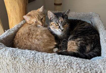 Wheatley, Adoptable, Adult Female Domestic Short Hair & Domestic Short Hair.