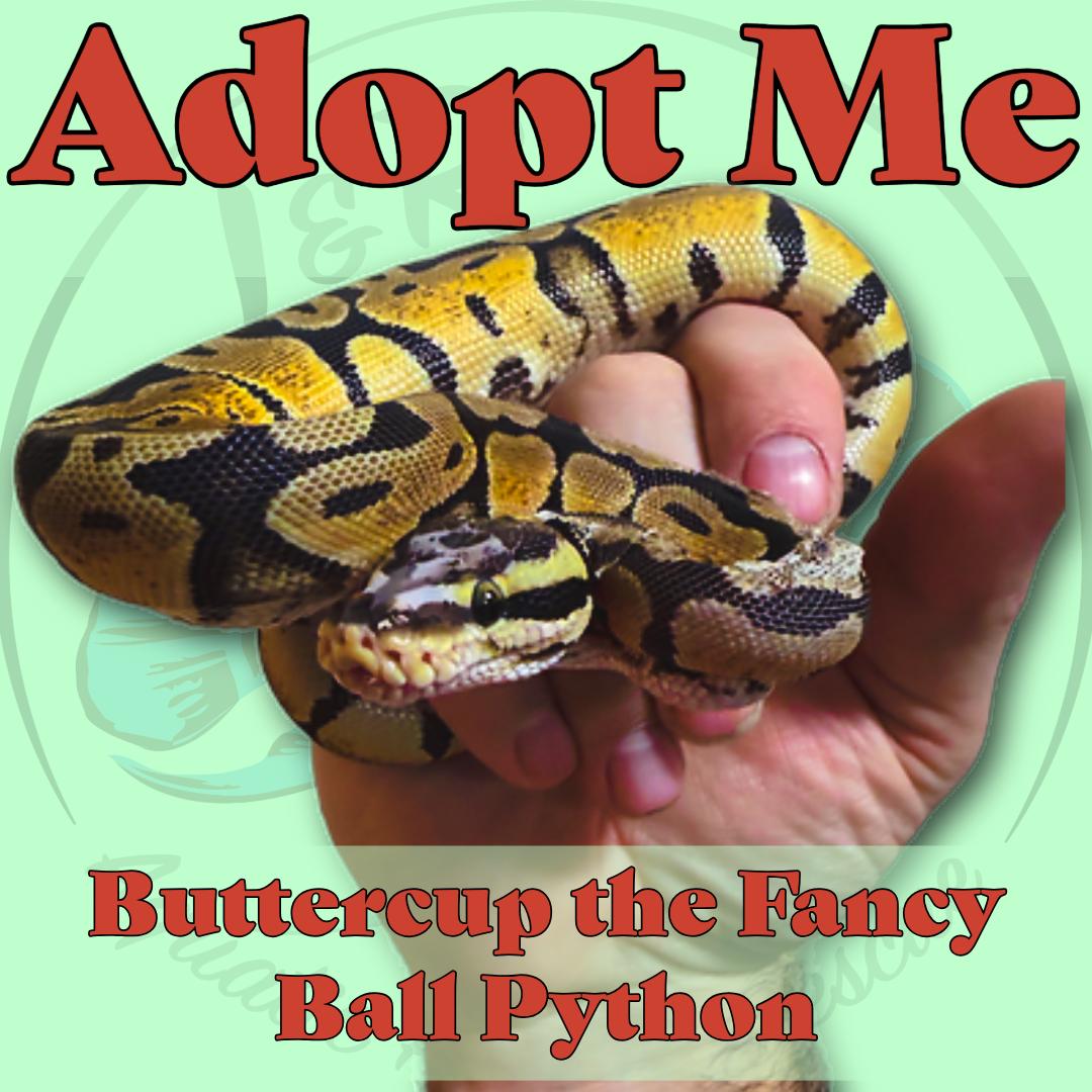 Buttercup the Ball Python, ADOPTABLE, Young Unknown Ball Python.