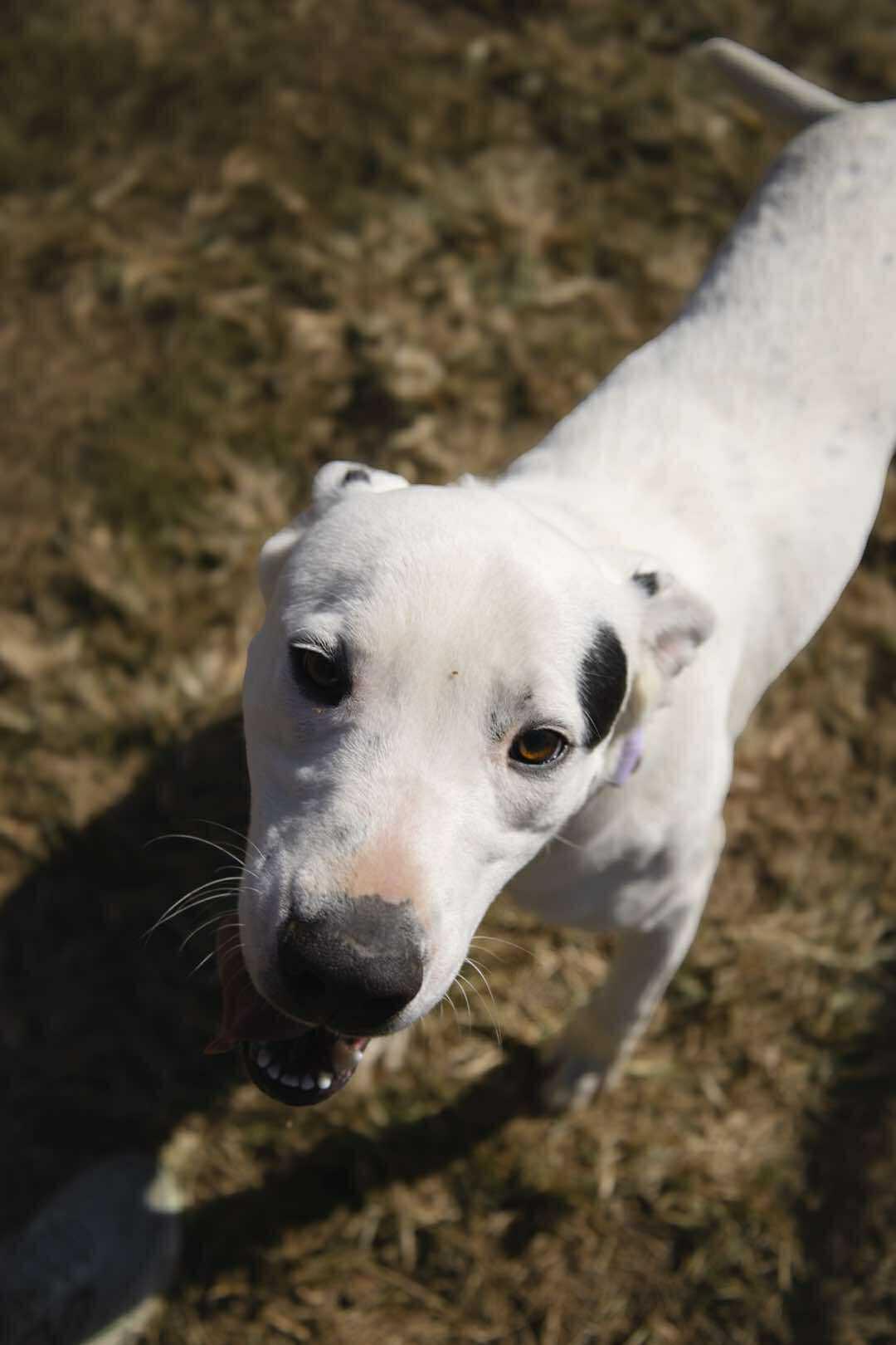 Enlarge Summit, a Adoptable Mixed Breed in Franklin, TN, TN image 4/5