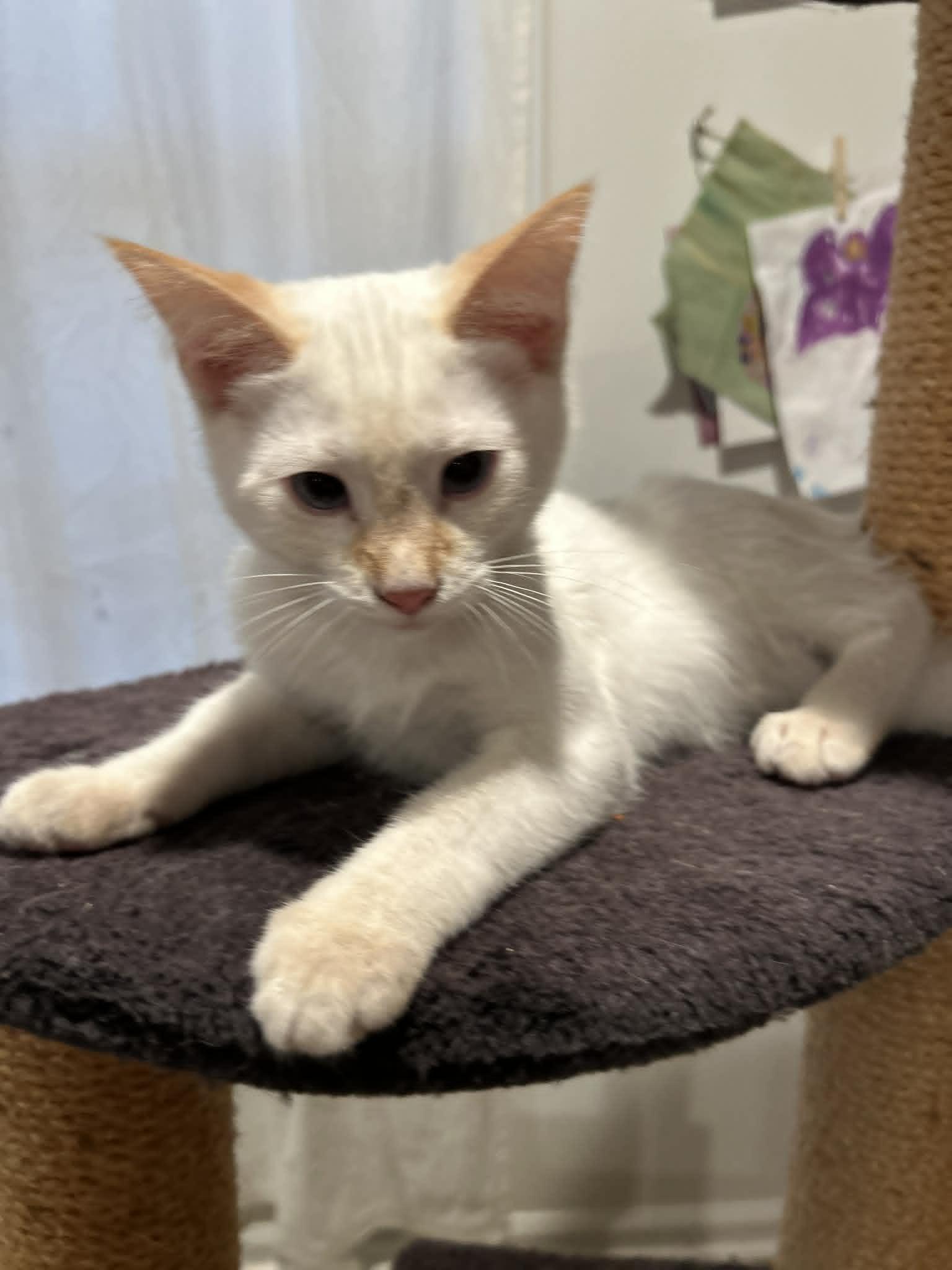 Banana Pudding, adopted, Kitten Male Siamese.