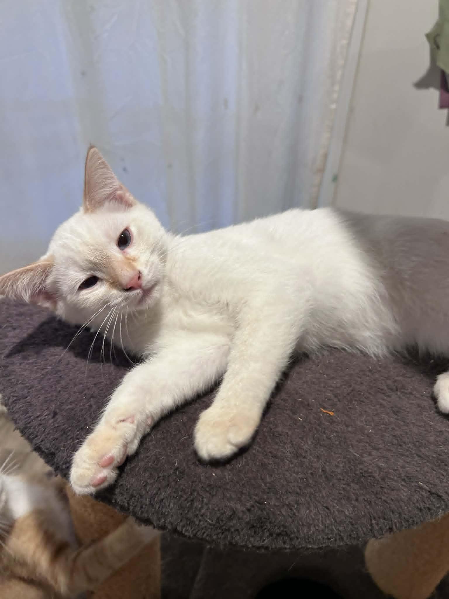 Enlarge Banana Pudding, an adopted Siamese in Overland Park, KS image 2/2