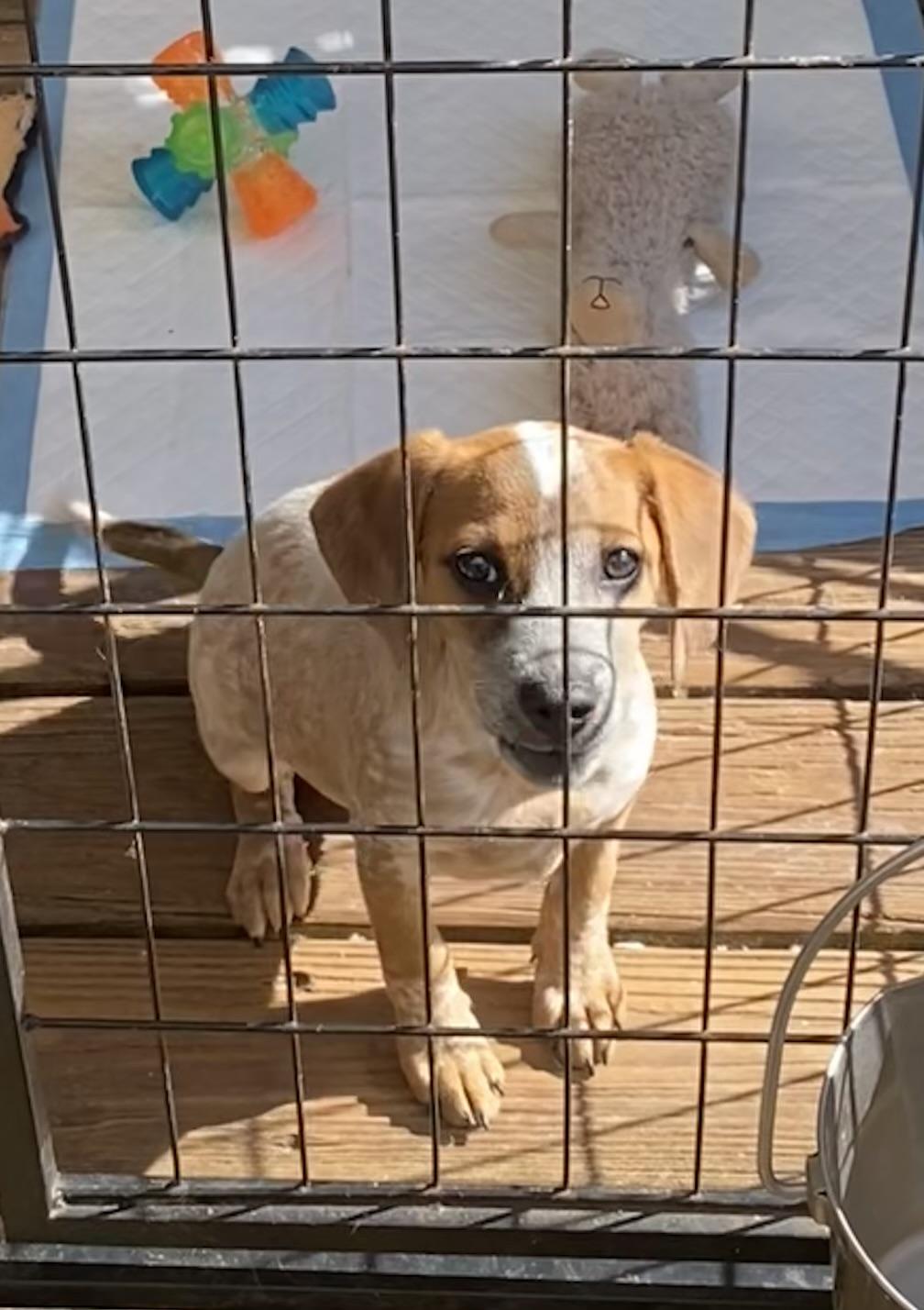 Mavis, a Adoptable mixed breed in Newtown, CT image 4/5