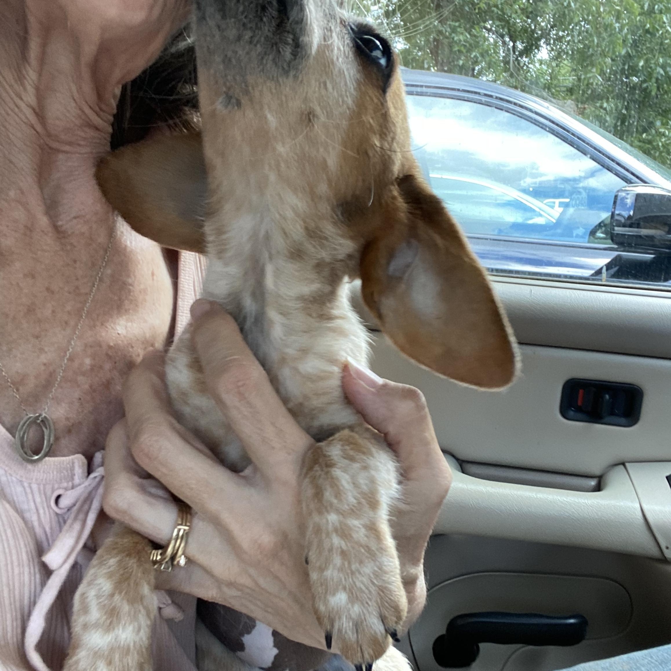 Mavis, a Adoptable mixed breed in Newtown, CT image 5/5