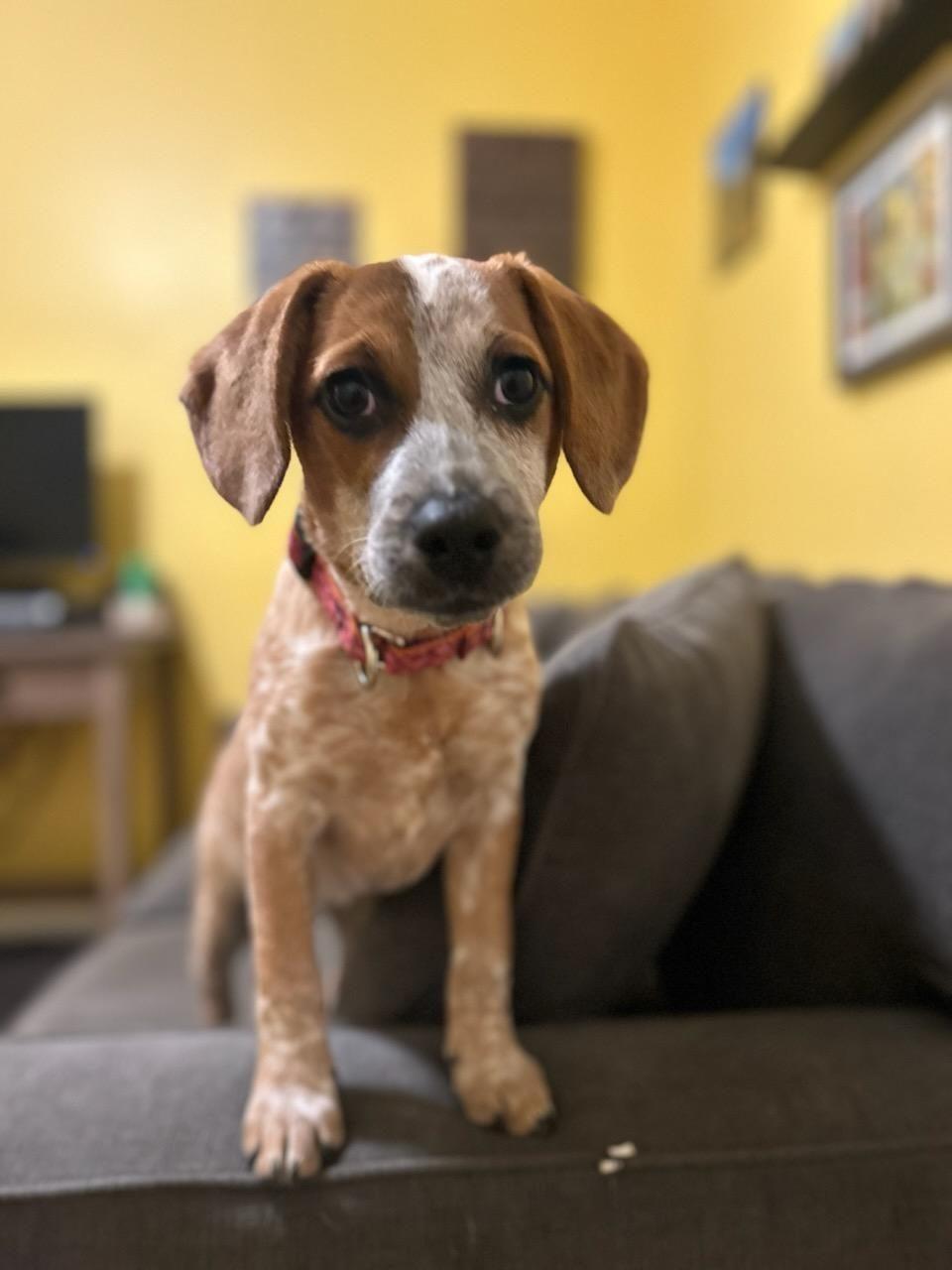 Mavis, a Adoptable mixed breed in Newtown, CT image 2/5