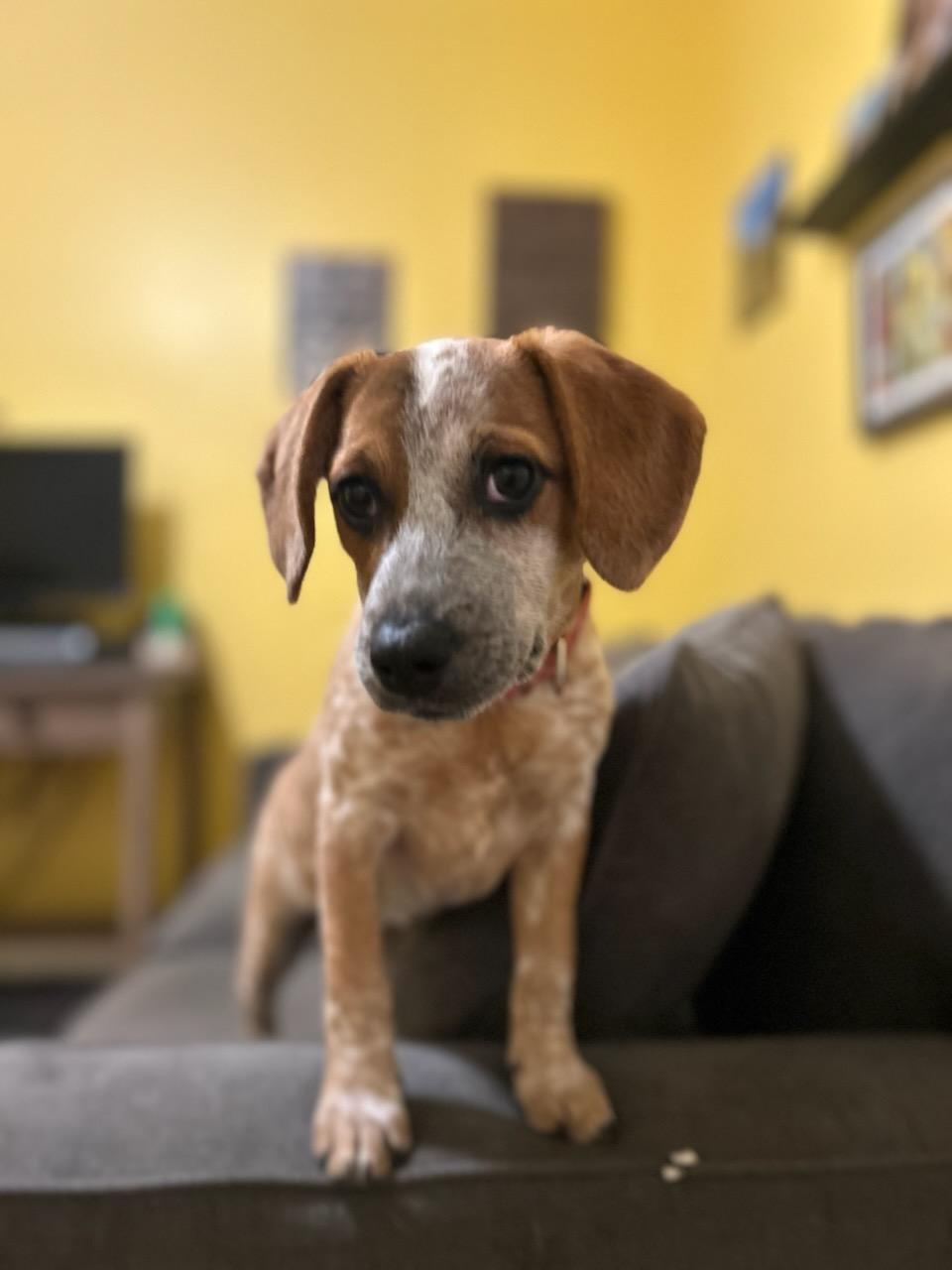 Mavis, a Adoptable mixed breed in Newtown, CT image 3/5