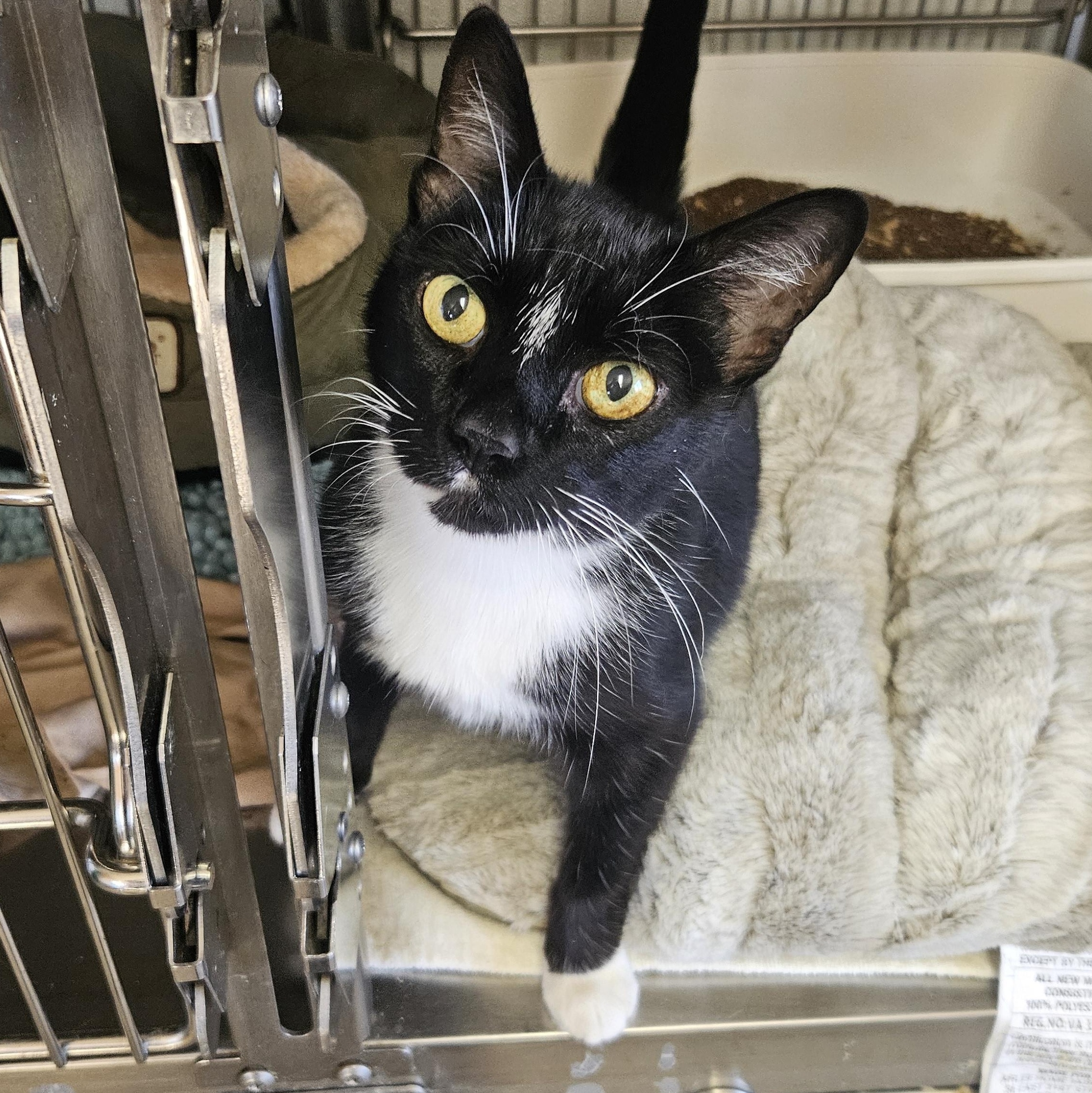Kitty Soft-Paws, an adoptable American Shorthair in The Dalles, OR, 97058 | Photo Image 2