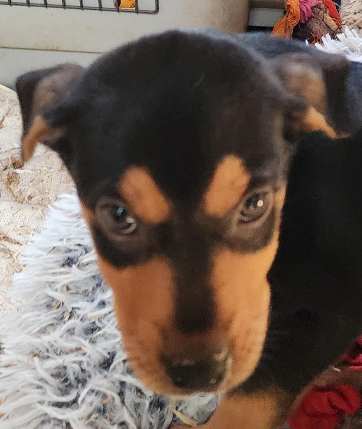 Enlarge Coca, a Adoptable mixed breed in Lafayette, CA image 1/1