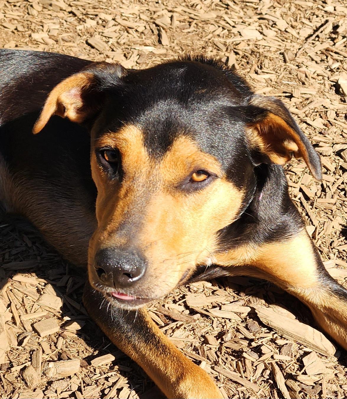 Enlarge Cola, a Adoptable mixed breed in Lafayette, CA image 2/2
