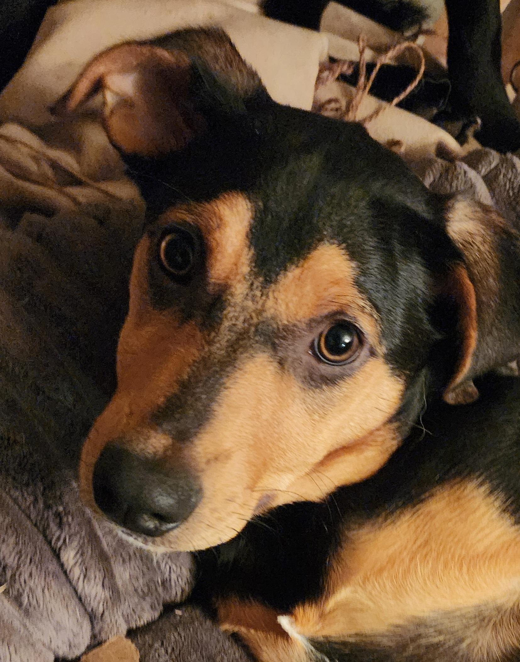 Coca, Adoptable, Young Female Manchester Terrier.