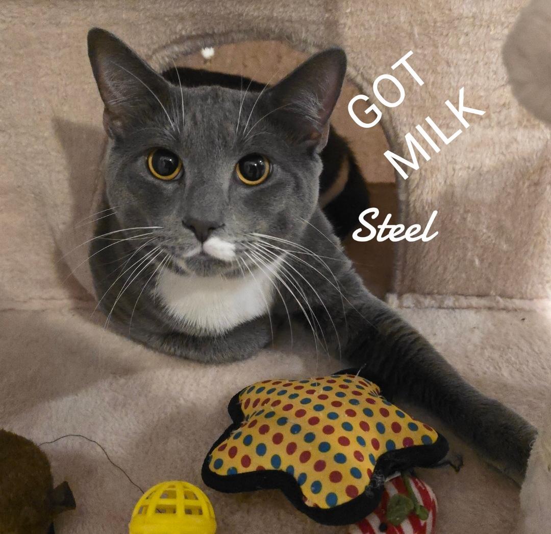 Steel, Adopted, Adult Male Domestic Short Hair.