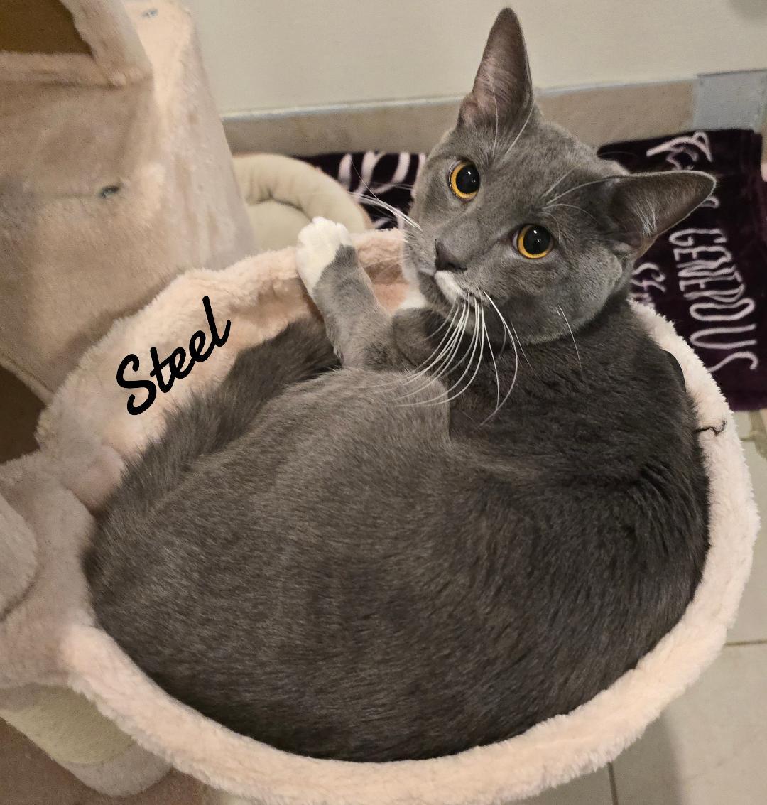 Enlarge Steel, a Adopted Domestic Short Hair in Naugatuck, CT image 2/3