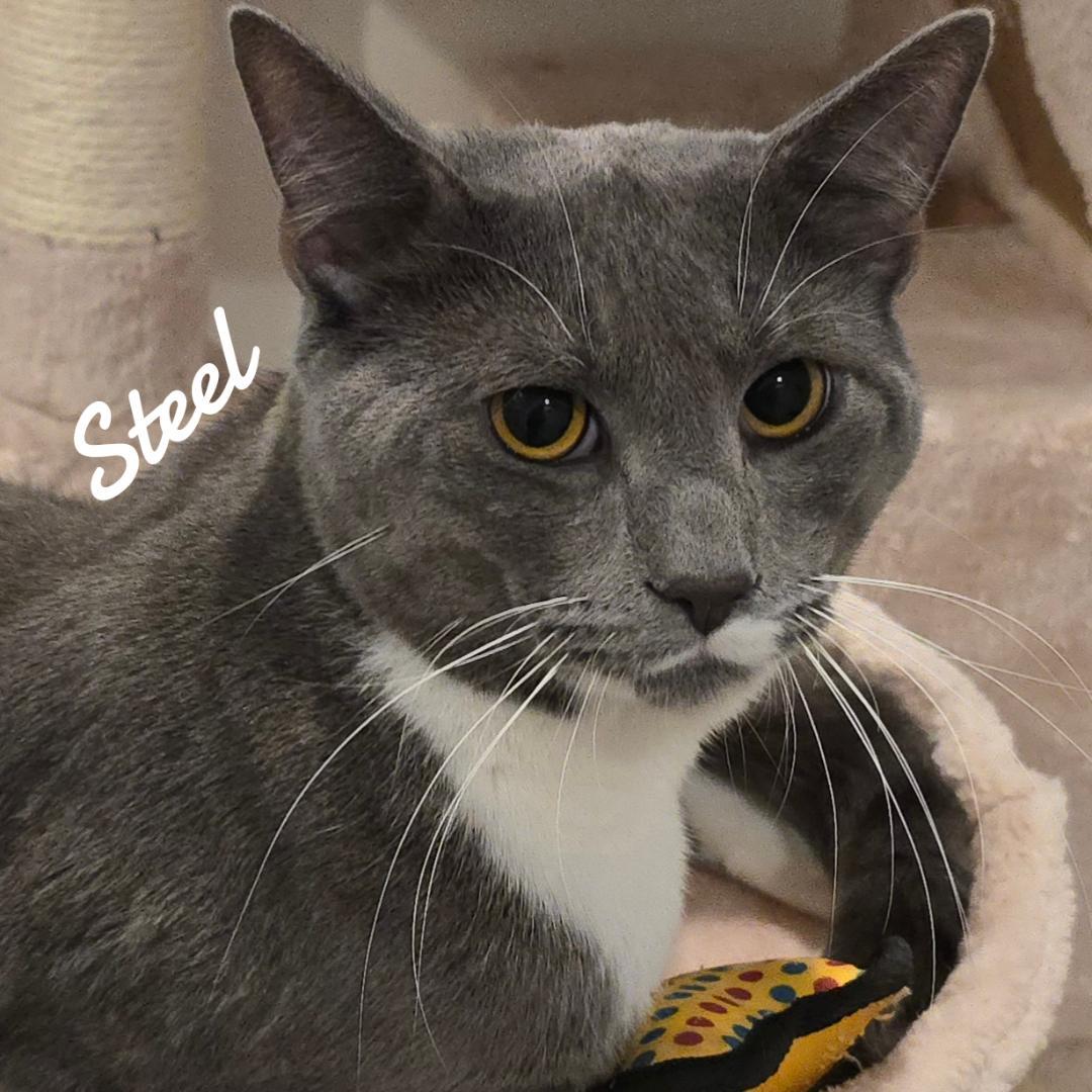 Enlarge Steel, a Adopted Domestic Short Hair in Naugatuck, CT image 3/3