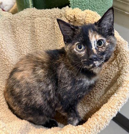 Tango, Adoptable, Young Female Domestic Short Hair.