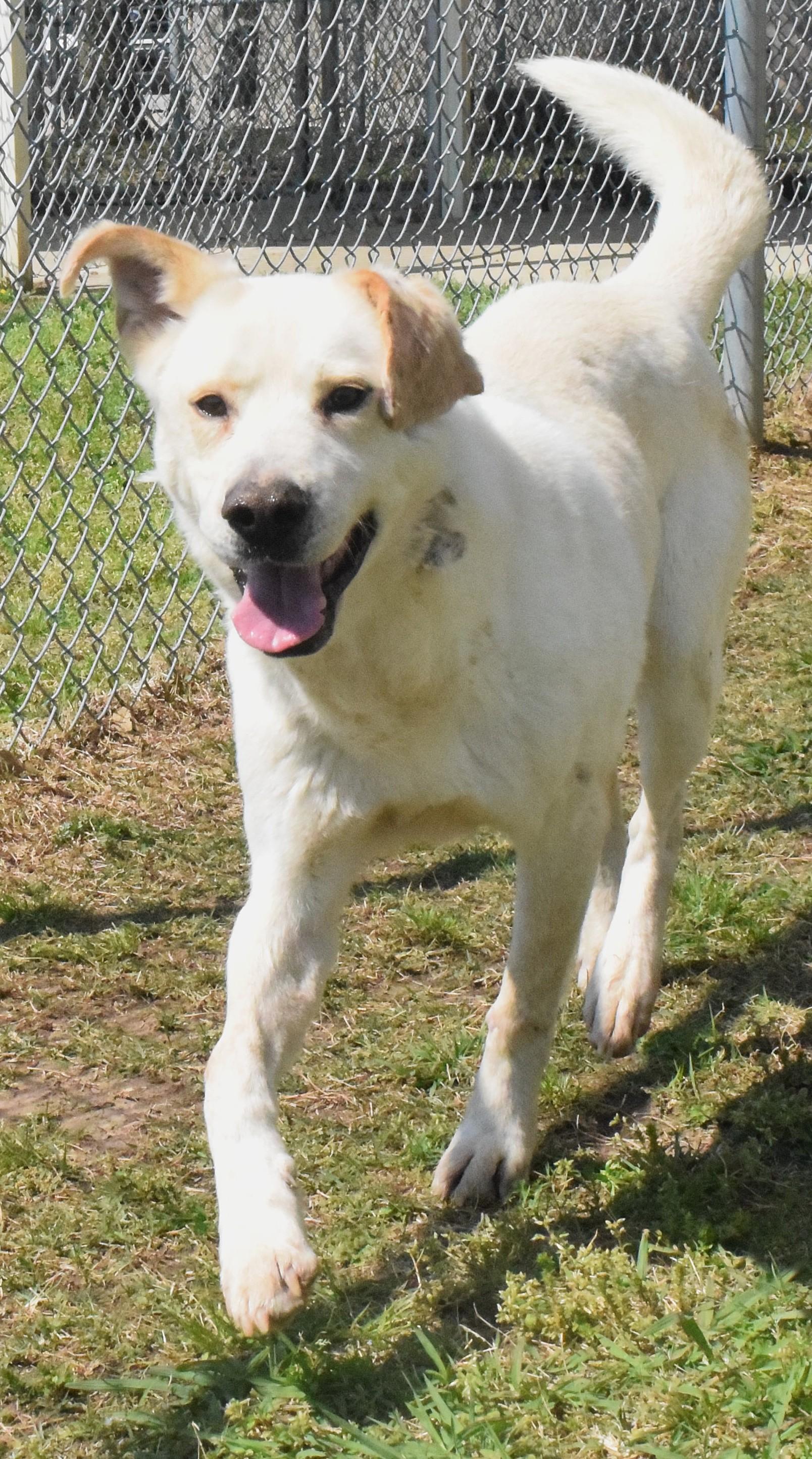 #22014, ADOPTABLE, Adult Male Labrador Retriever.