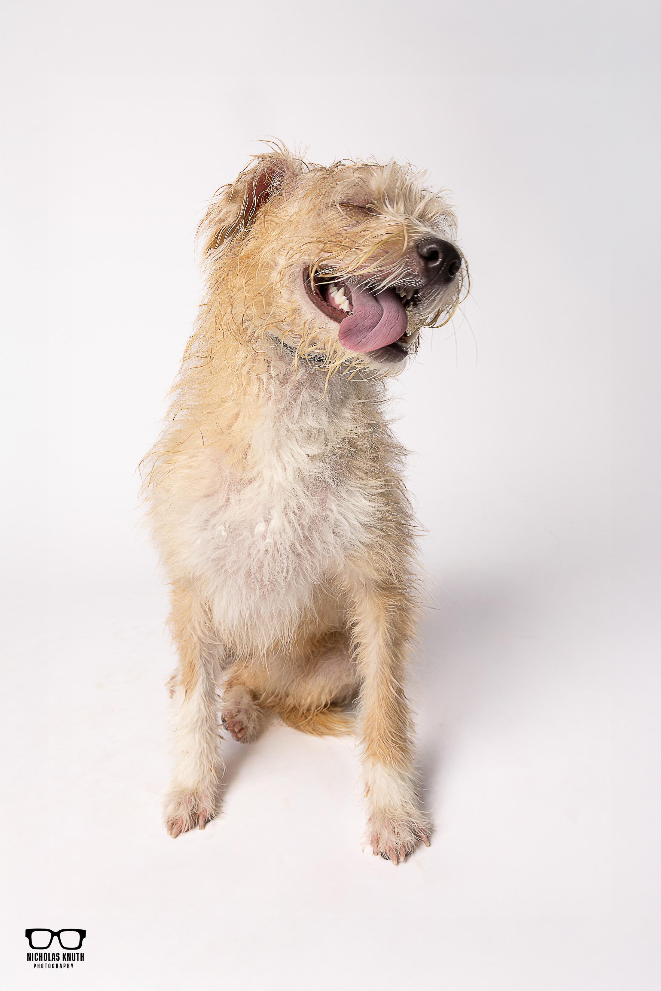 Enlarge Mindy, a ADOPTABLE mixed breed in Palatine, IL image 2/3