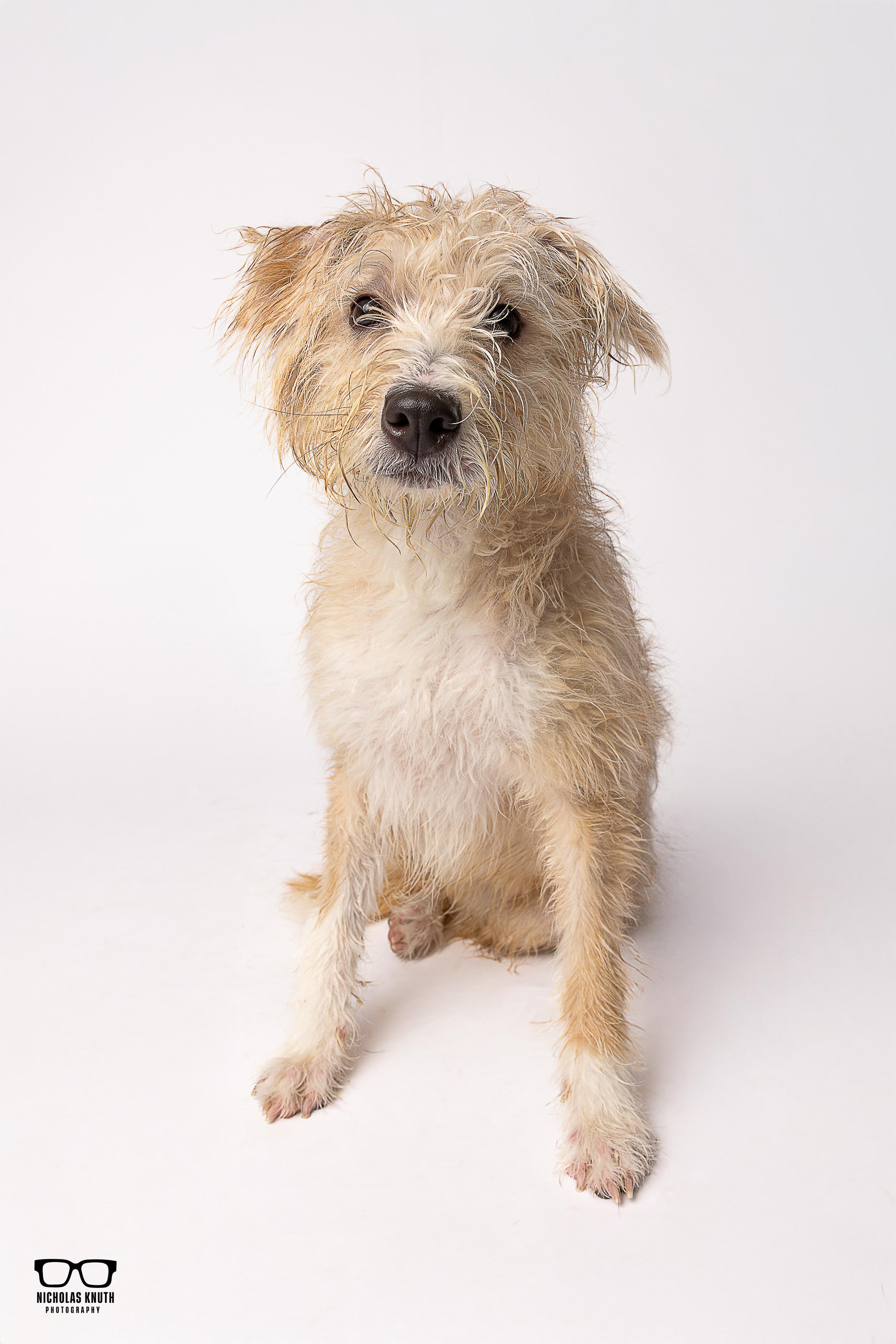 Mindy, ADOPTABLE, Young Female Terrier.