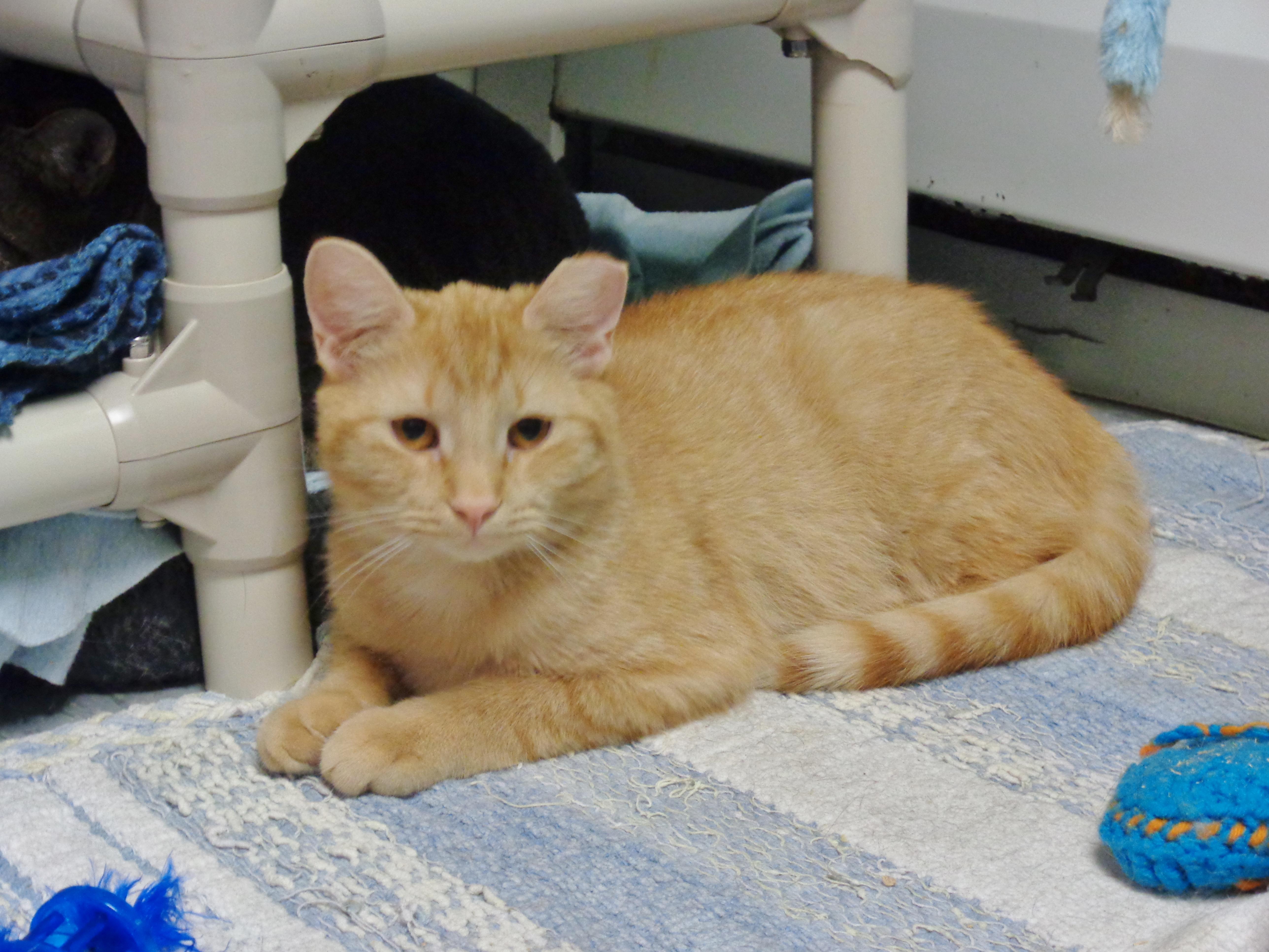 ANTOINE, a ADOPTABLE Tiger in Delhi, NY image 4/4