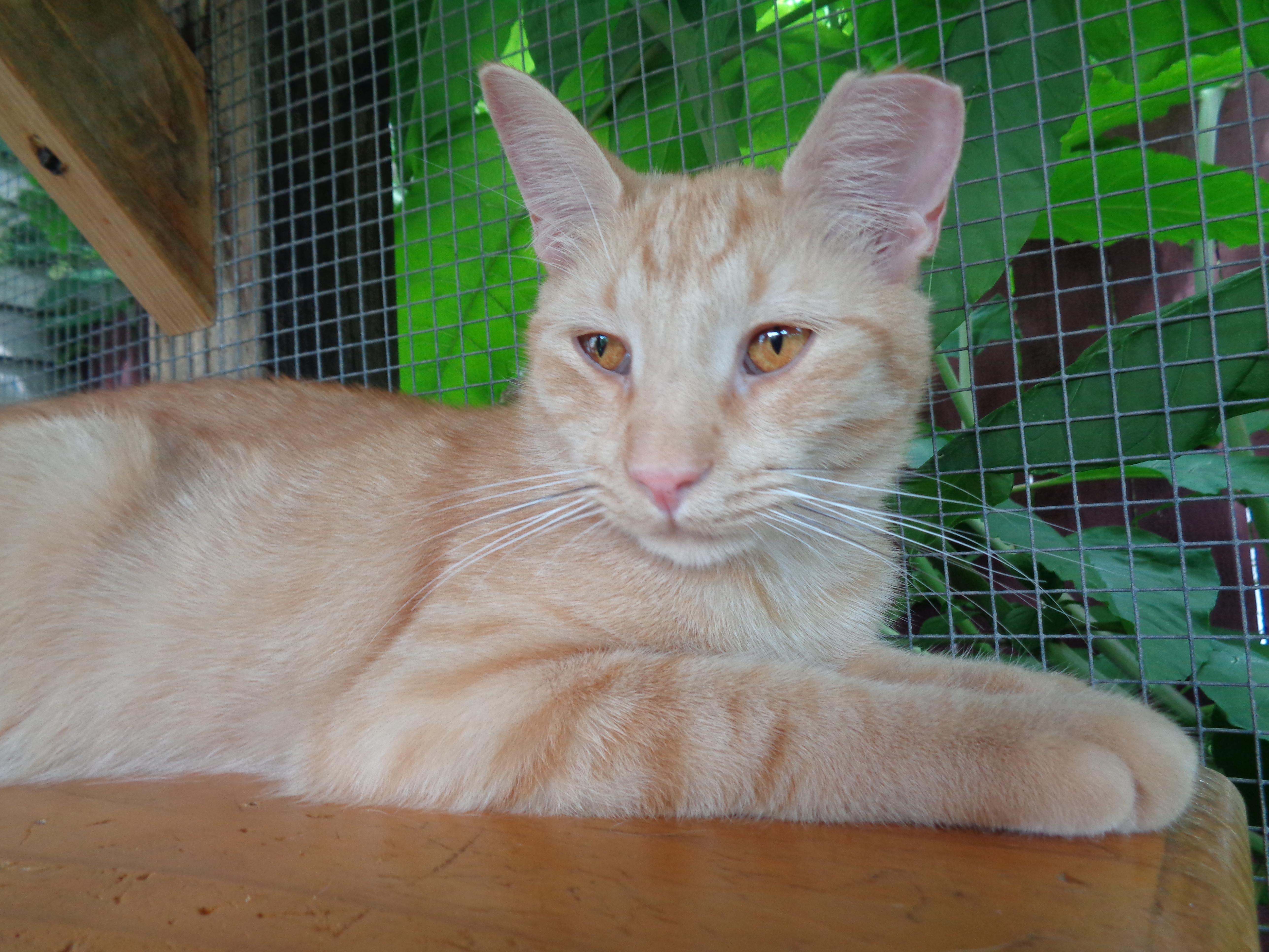 ANTOINE, a ADOPTABLE Tiger in Delhi, NY image 4/6