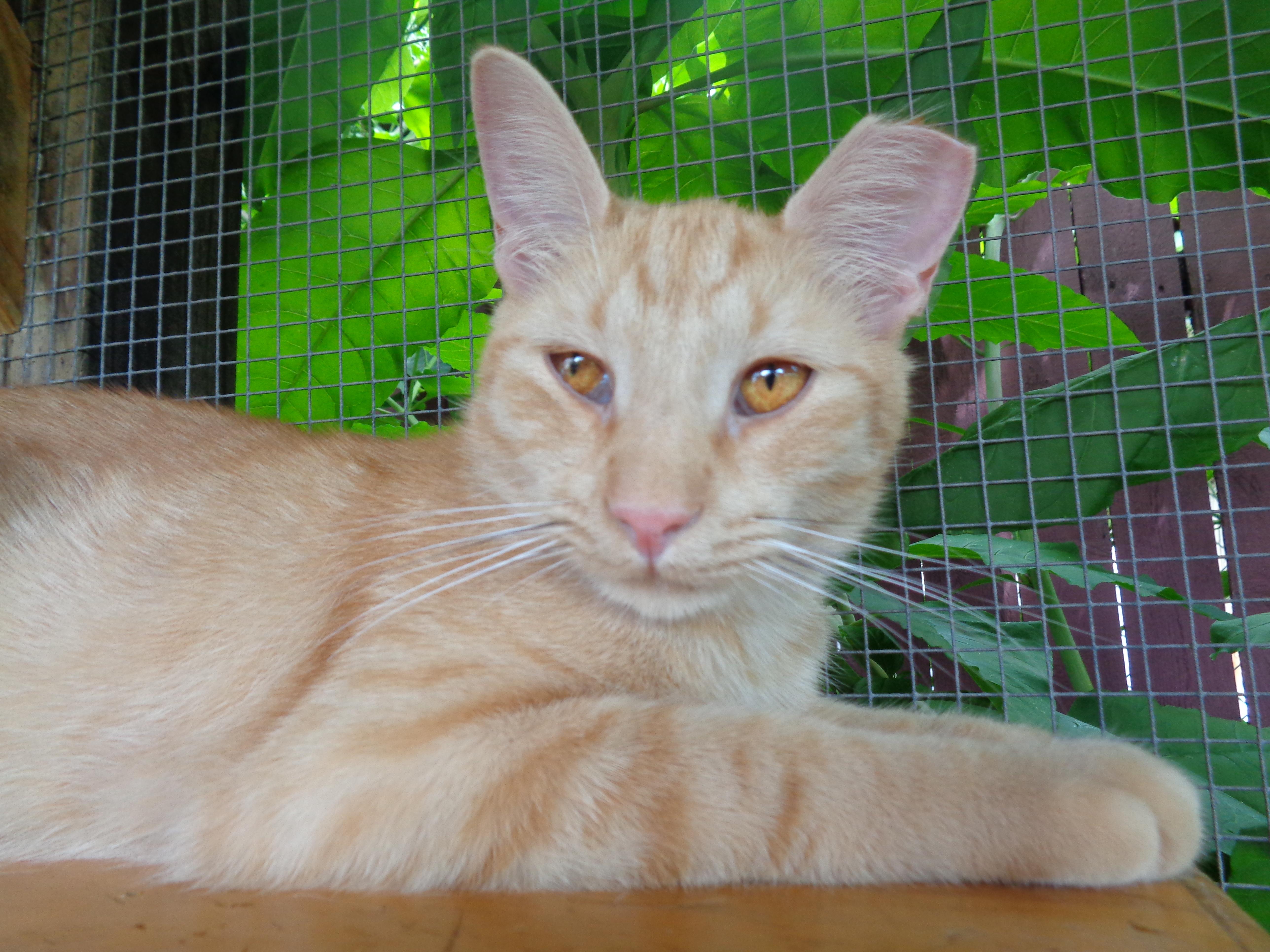 ANTOINE, a ADOPTABLE Tiger in Delhi, NY image 1/6