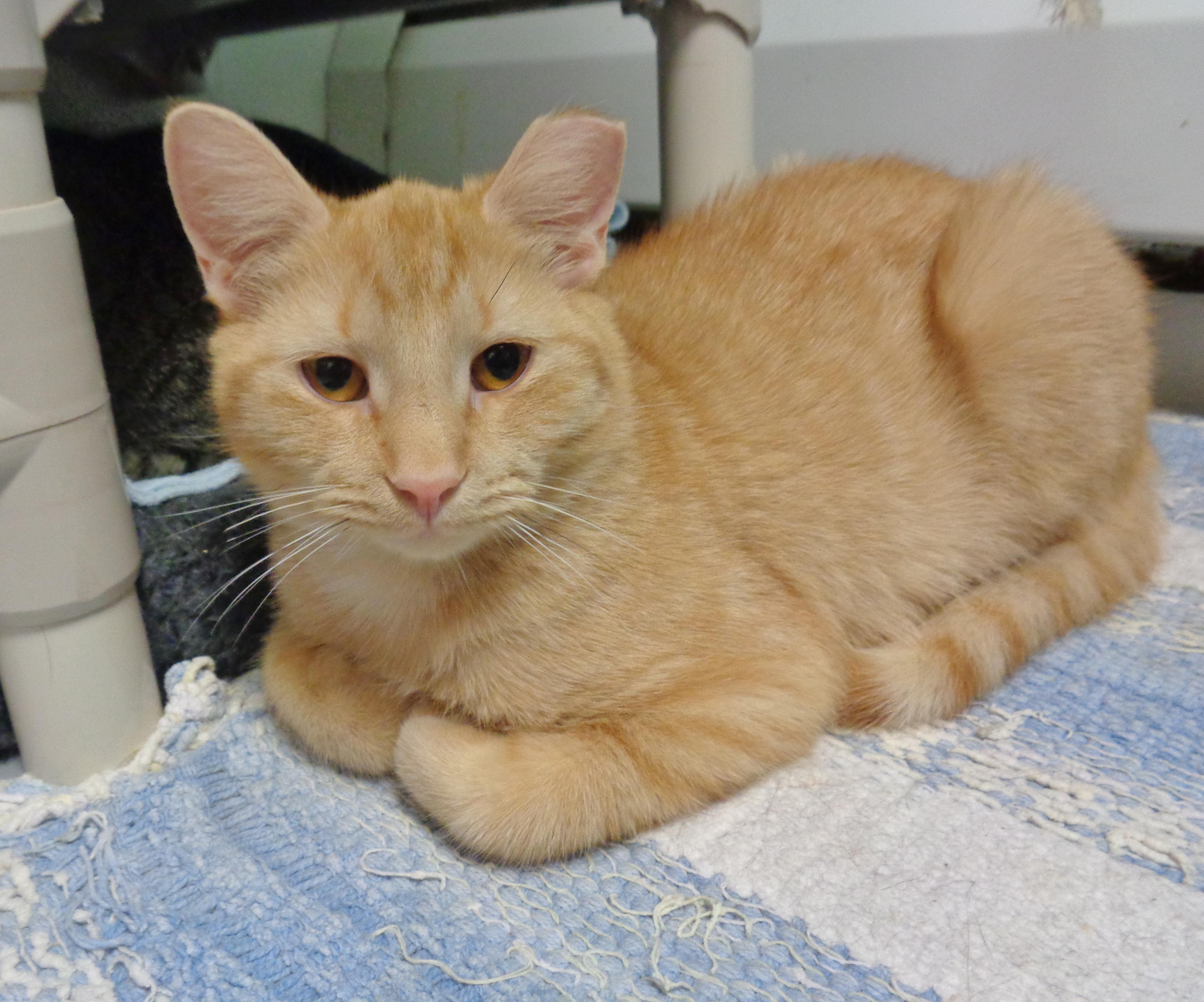 ANTOINE, a ADOPTABLE Tiger in Delhi, NY image 2/4