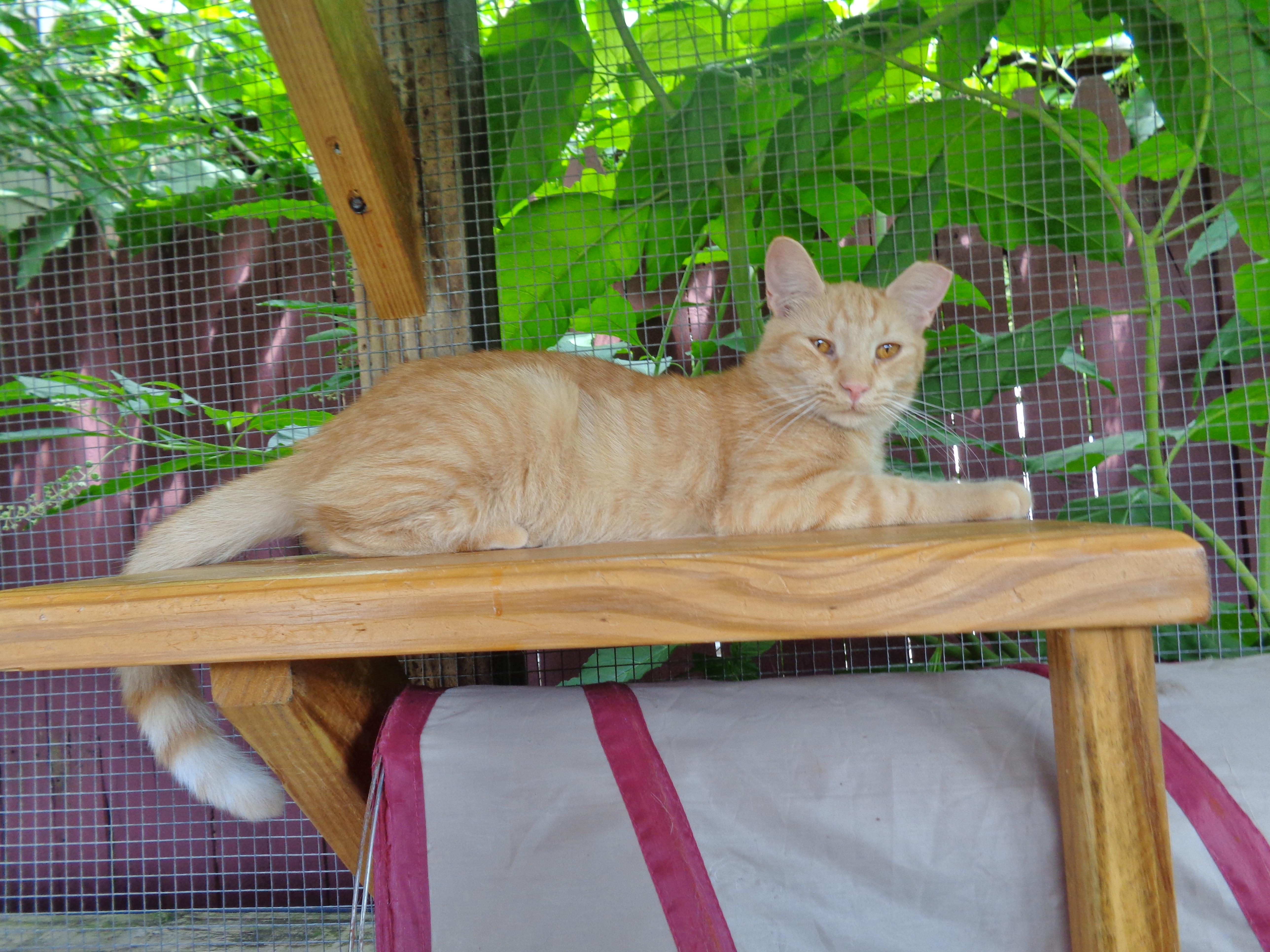 ANTOINE, a ADOPTABLE Tiger in Delhi, NY image 6/6