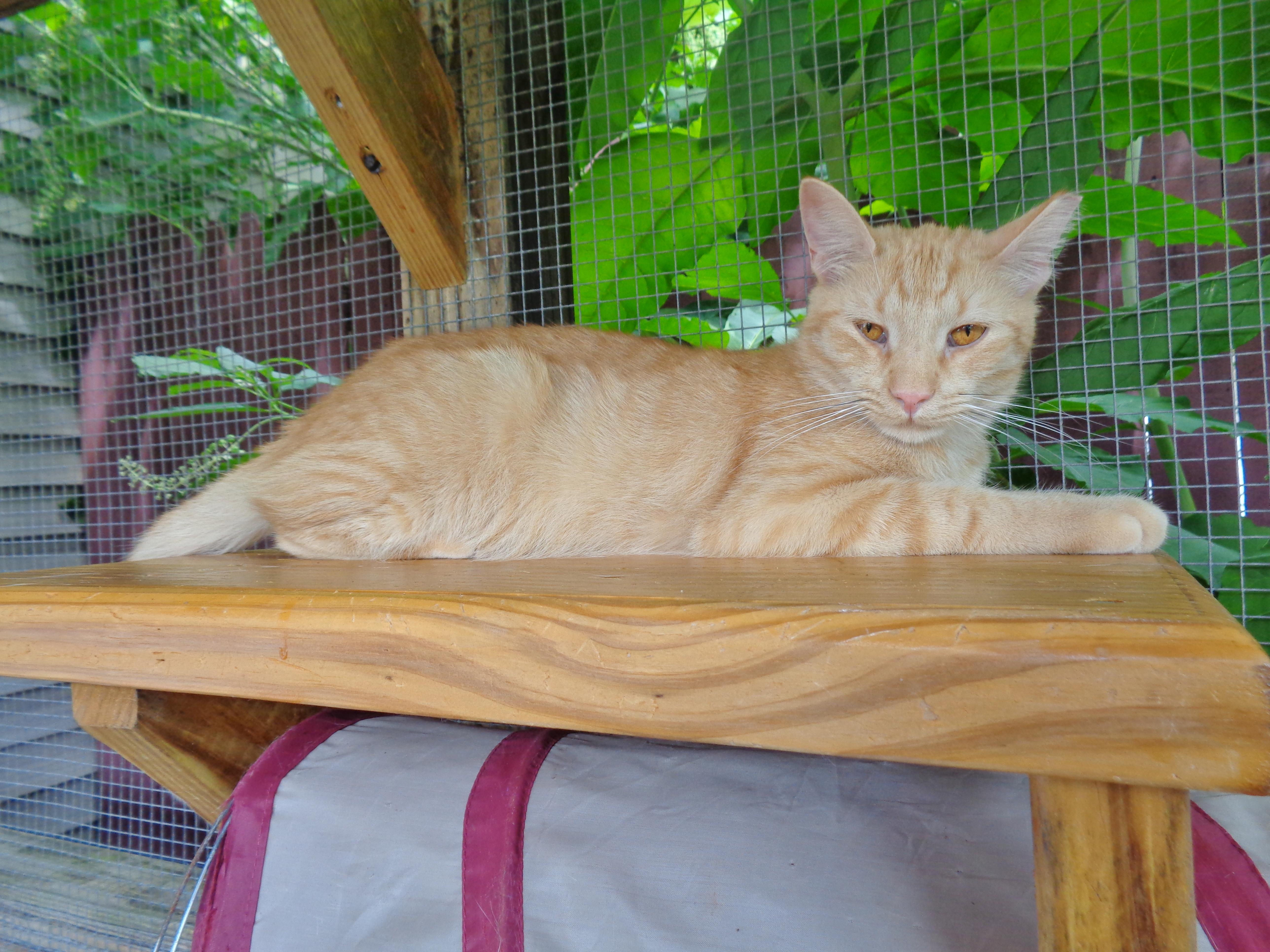 ANTOINE, a ADOPTABLE Tiger in Delhi, NY image 5/6