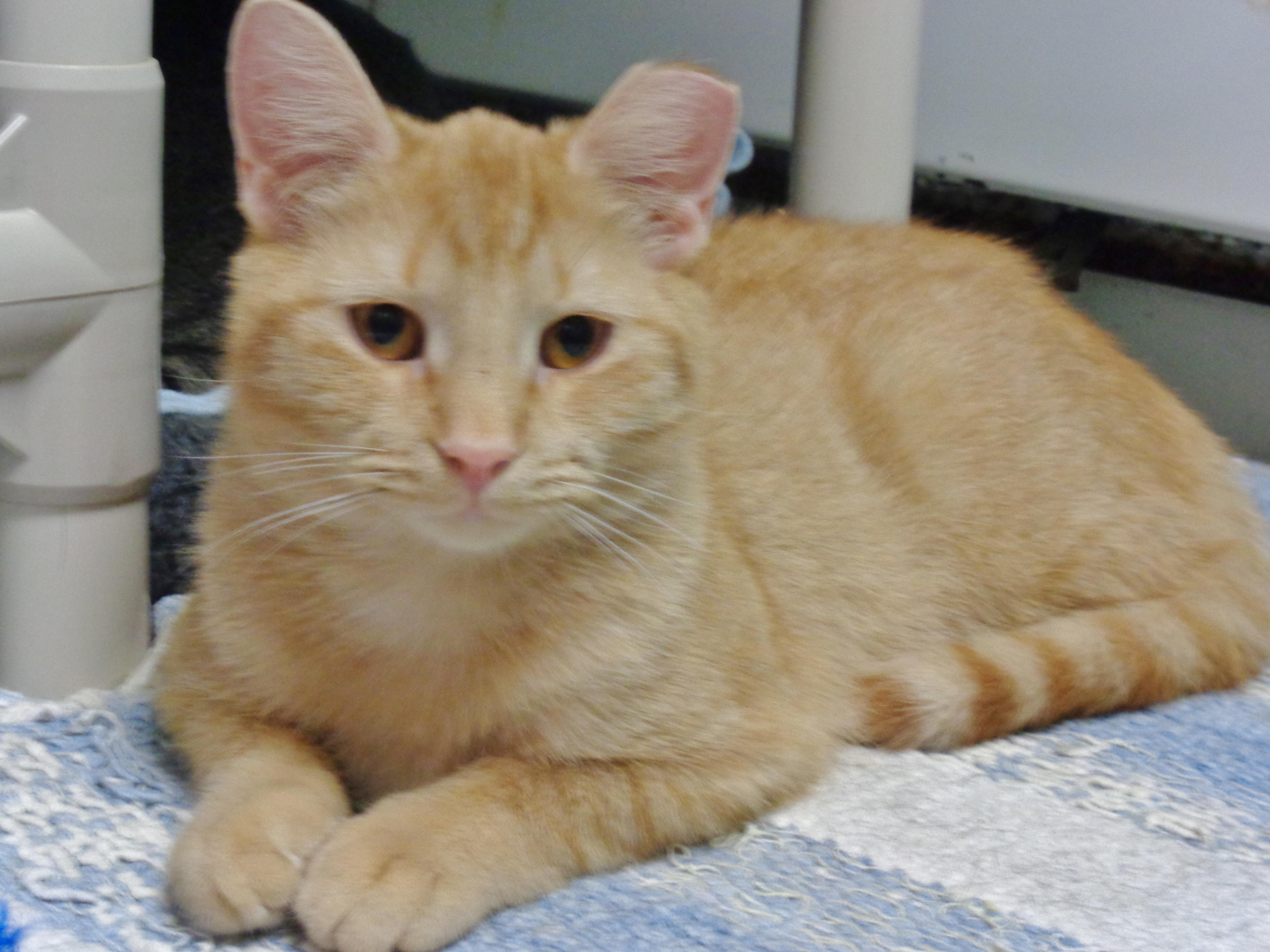 ANTOINE, a ADOPTABLE Tiger in Delhi, NY image 3/4