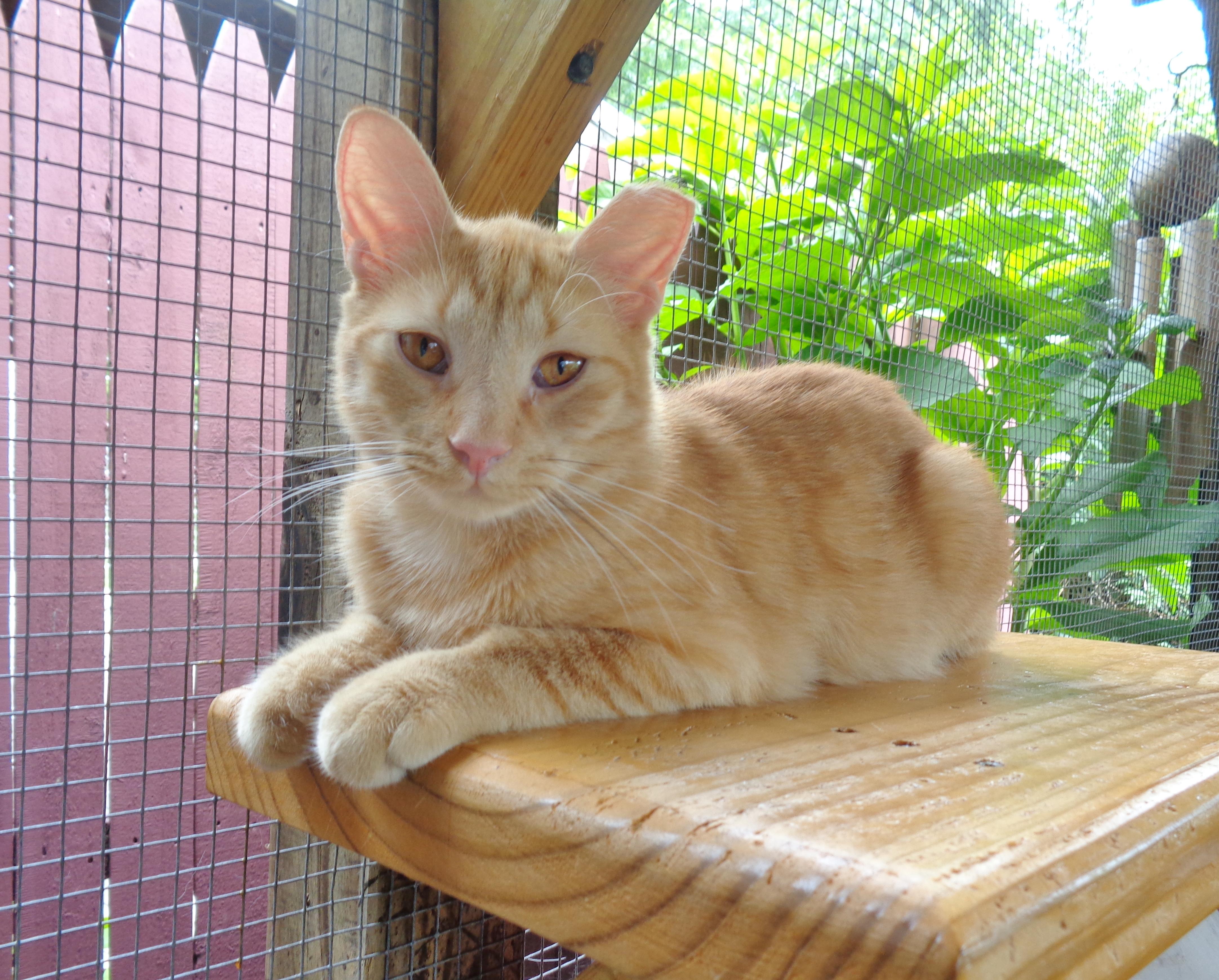 ANTOINE, ADOPTABLE, Kitten Male Tiger.