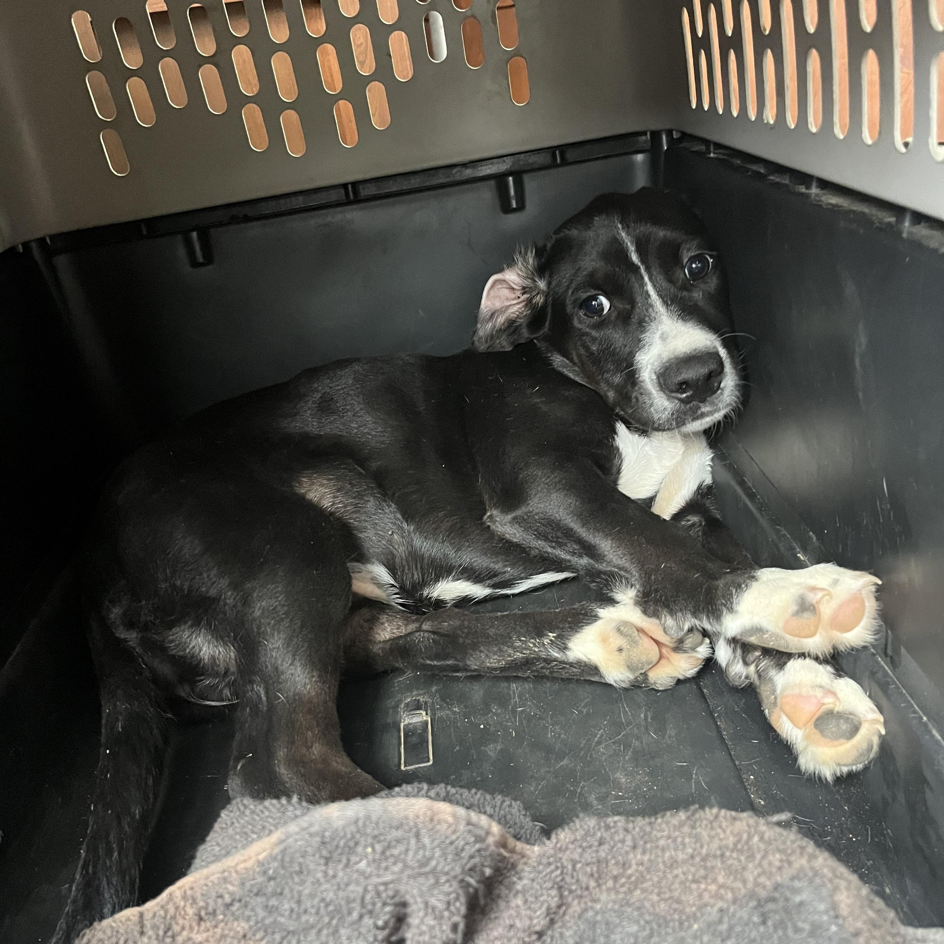 Enlarge Meela(CP), a Adoptable mixed breed in Clinton, IL image 1/3
