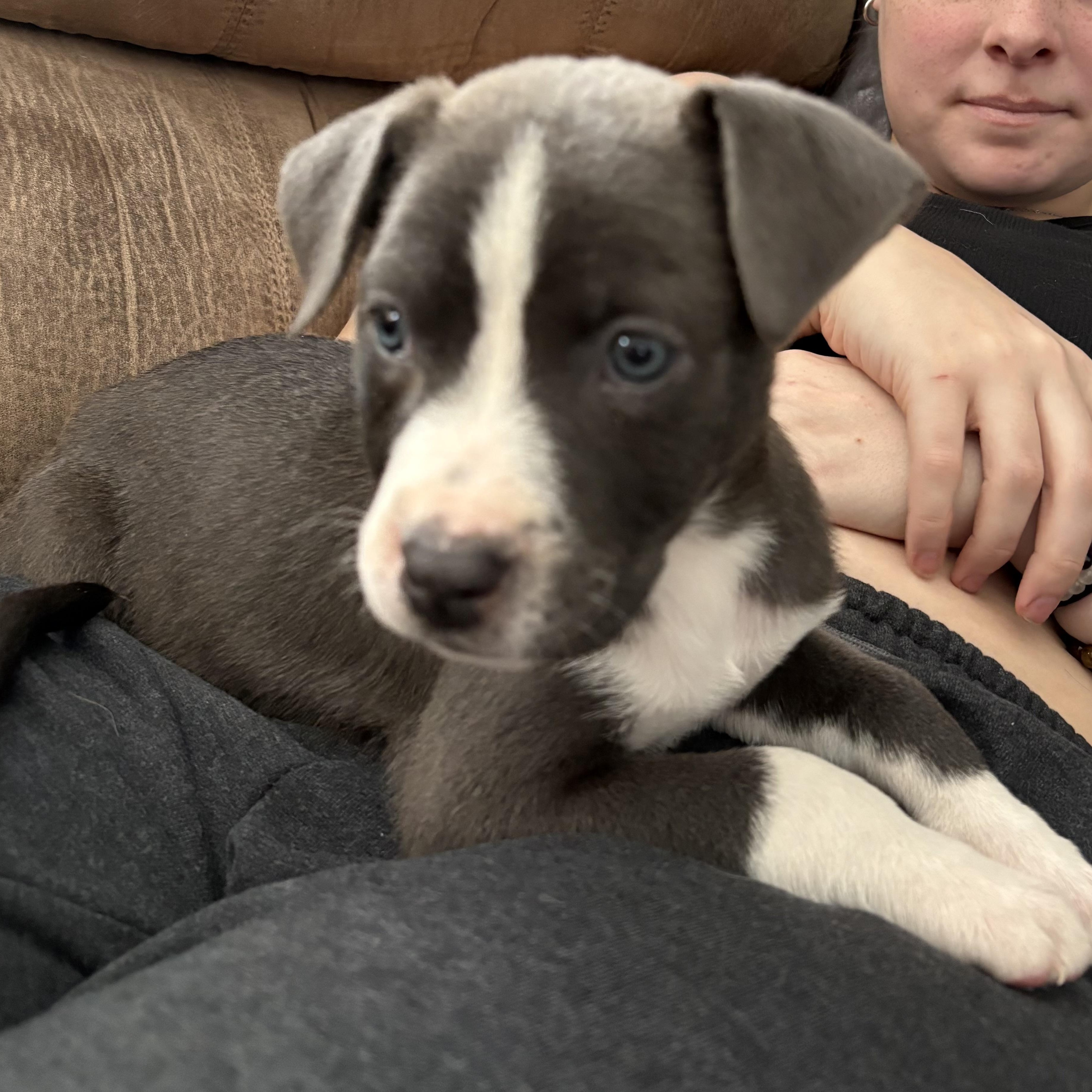 Simon, an adopted Mixed Breed in Kenosha, WI image 3/3