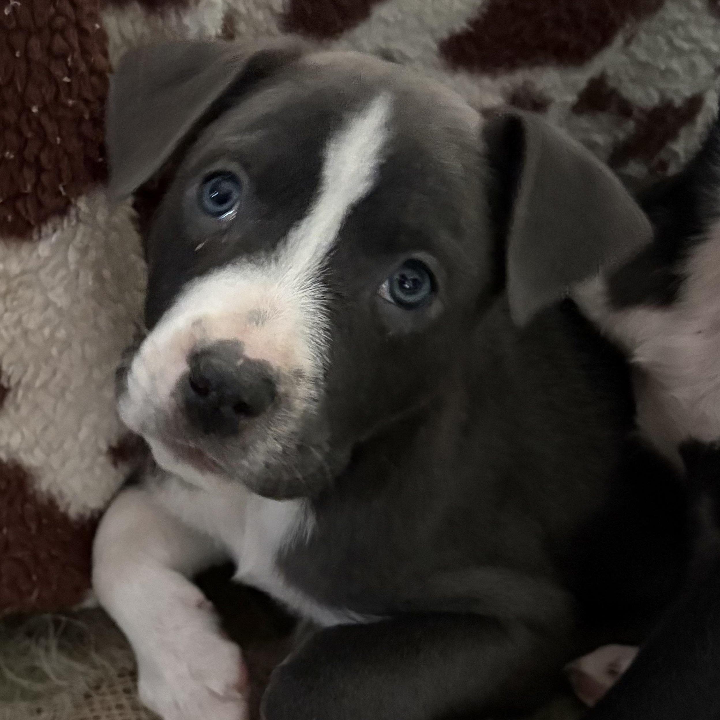 Simon, an adopted Mixed Breed in Kenosha, WI image 2/3