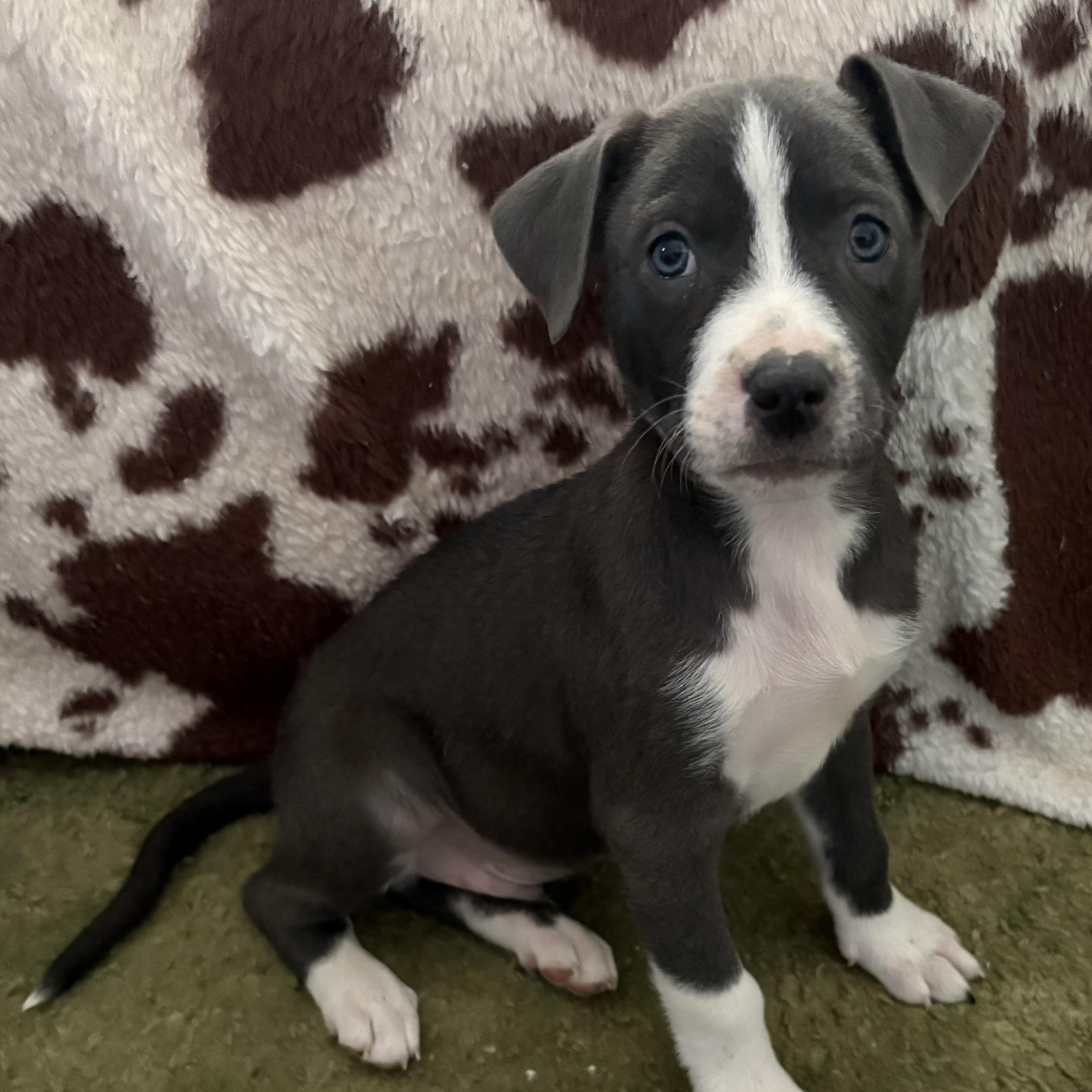 Simon, an adopted Mixed Breed in Kenosha, WI image 1/3