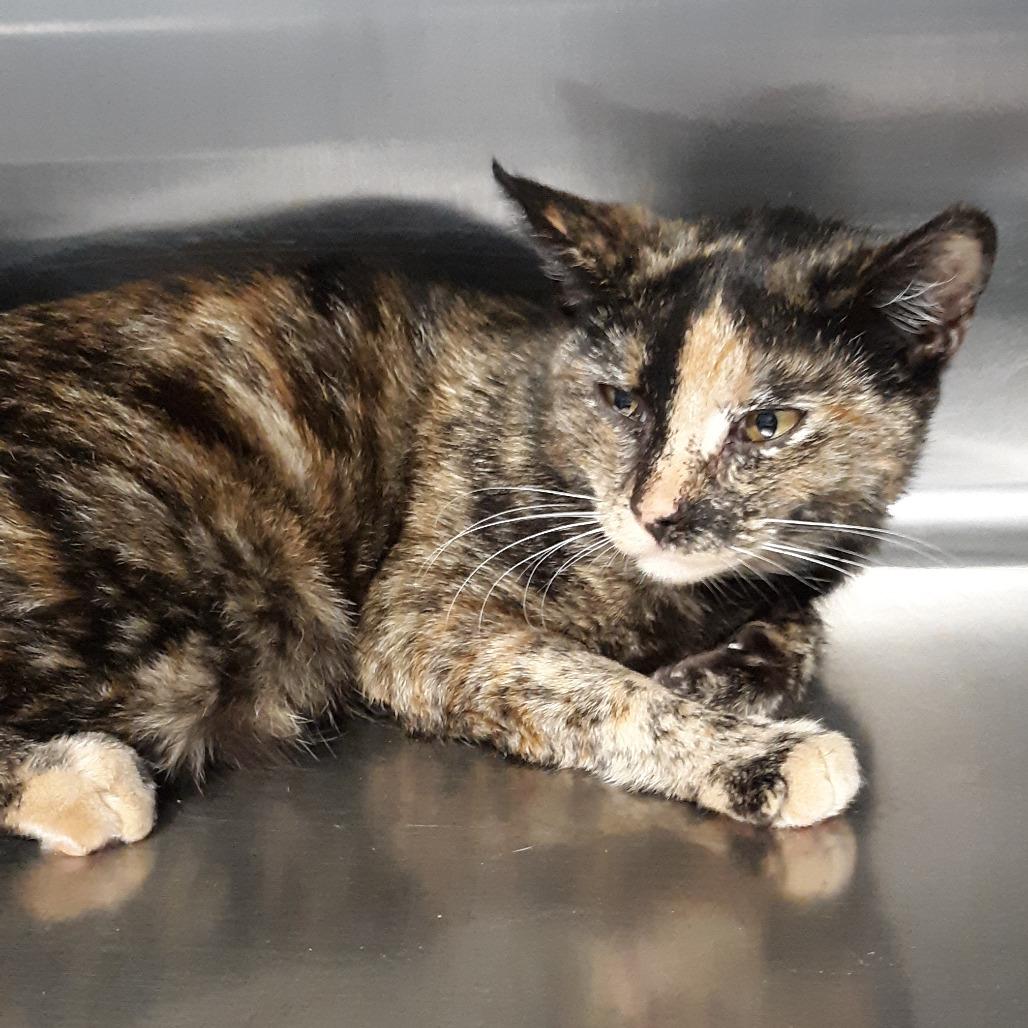 Enlarge Summoner, a Adoptable Domestic Short Hair in Spokane, WA image 1/1