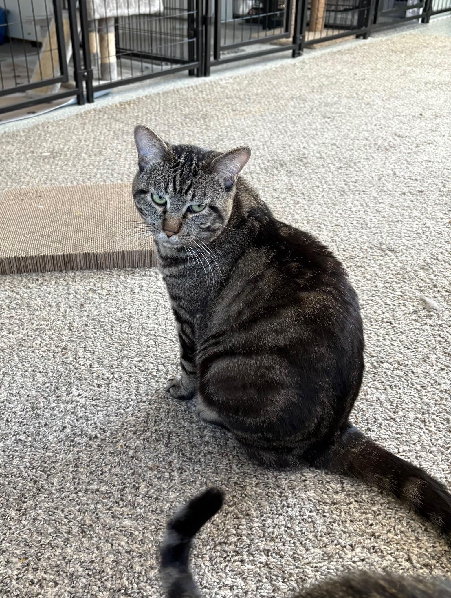Thunder, Adoptable, Adult Male Tabby.
