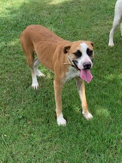Leonardo, a Adoptable mixed breed in Ashdown, AR image 1/8