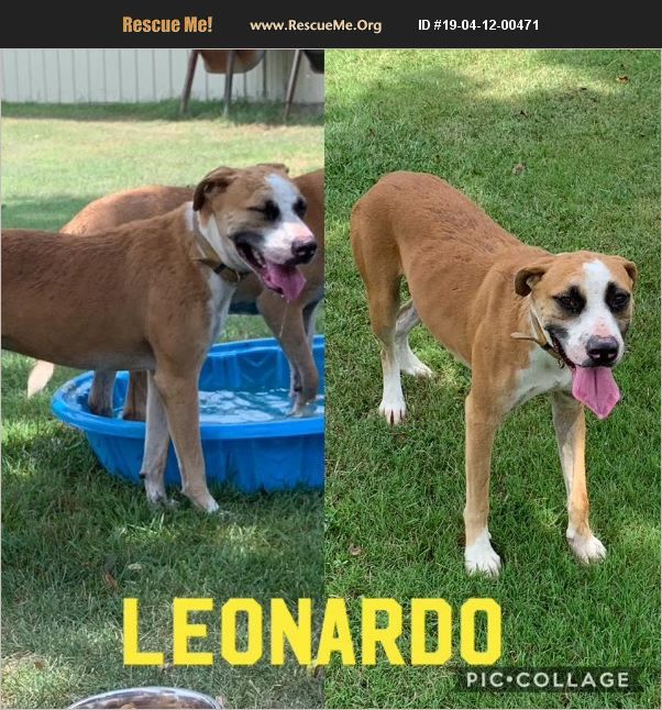Leonardo, a Adoptable mixed breed in Ashdown, AR image 2/8