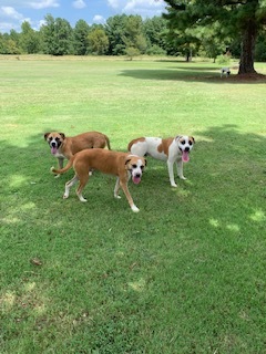 Leonardo, a Adoptable mixed breed in Ashdown, AR image 4/8