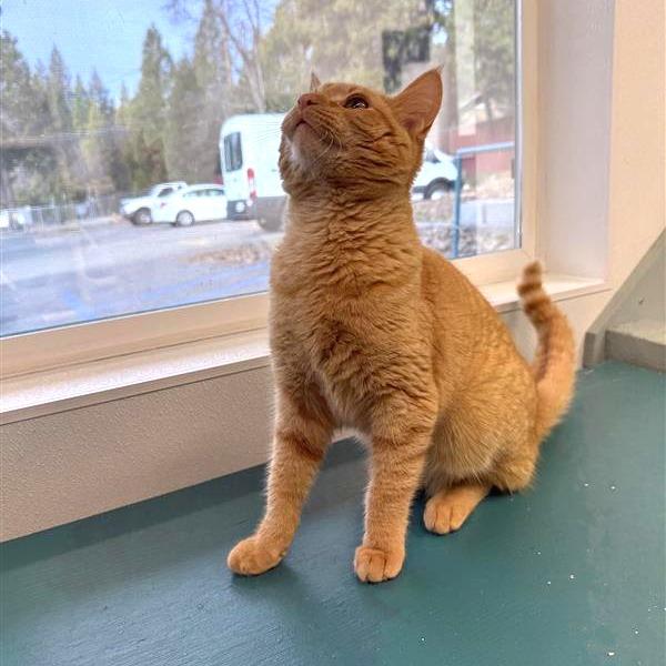 Milwaukie, Adoptable, Young Male American Shorthair.