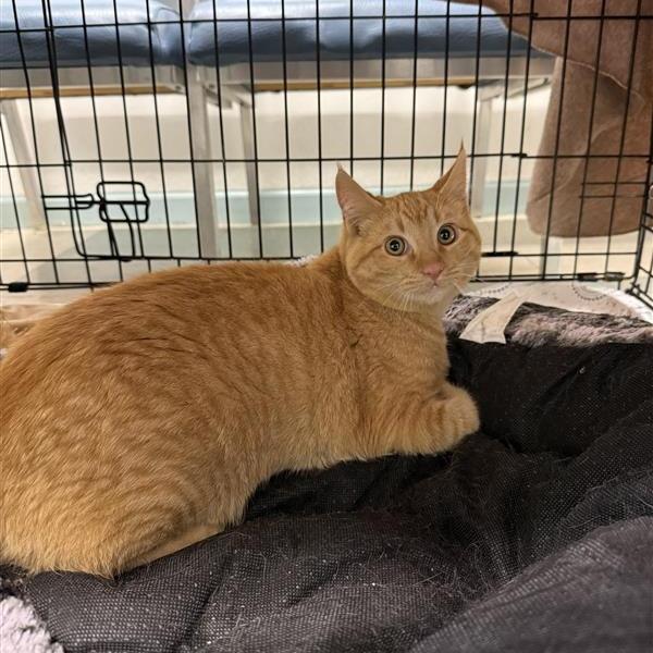 Enlarge Milwaukie, a Adoptable American Shorthair in Mount Shasta, CA image 1/1