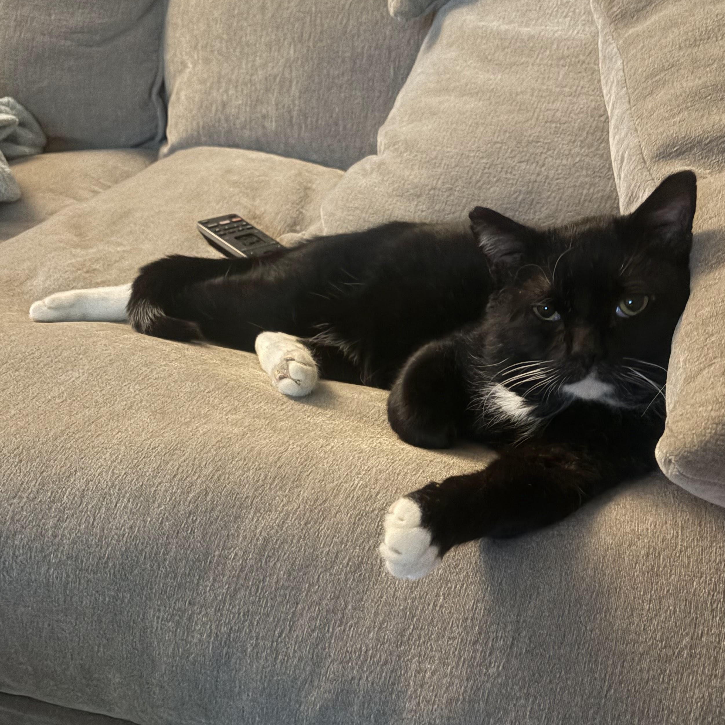 Enlarge Cheeko Suave, an adopted American Shorthair in brooklyn, NY image 4/5