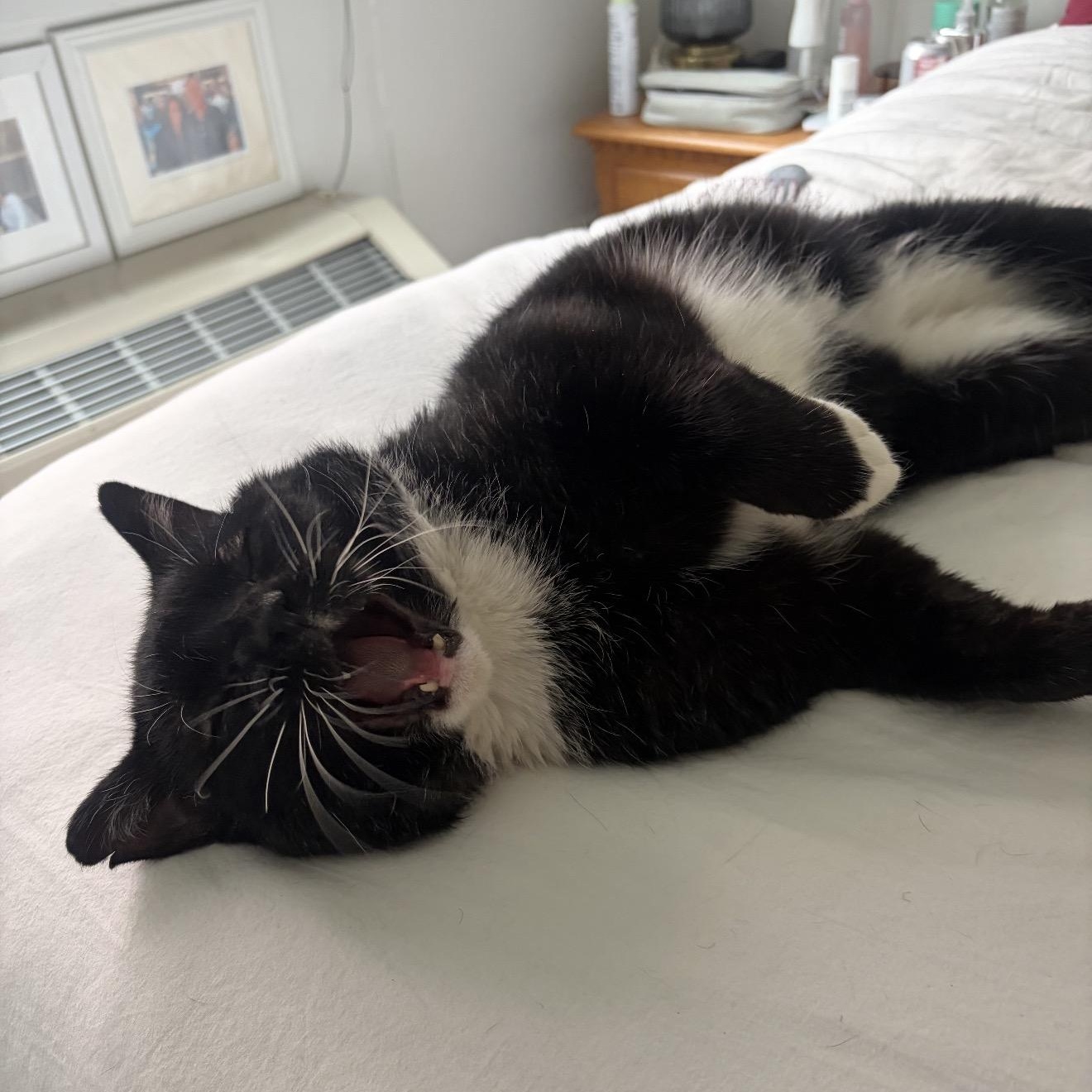 Enlarge Cheeko Suave, an adopted American Shorthair in brooklyn, NY image 1/5