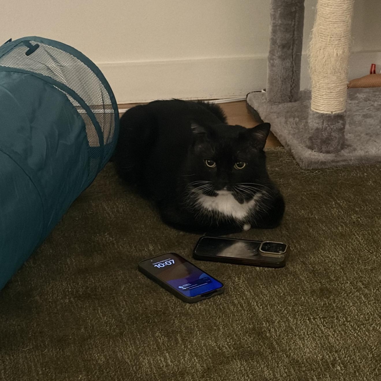 Enlarge Cheeko Suave, an adopted American Shorthair in brooklyn, NY image 3/5